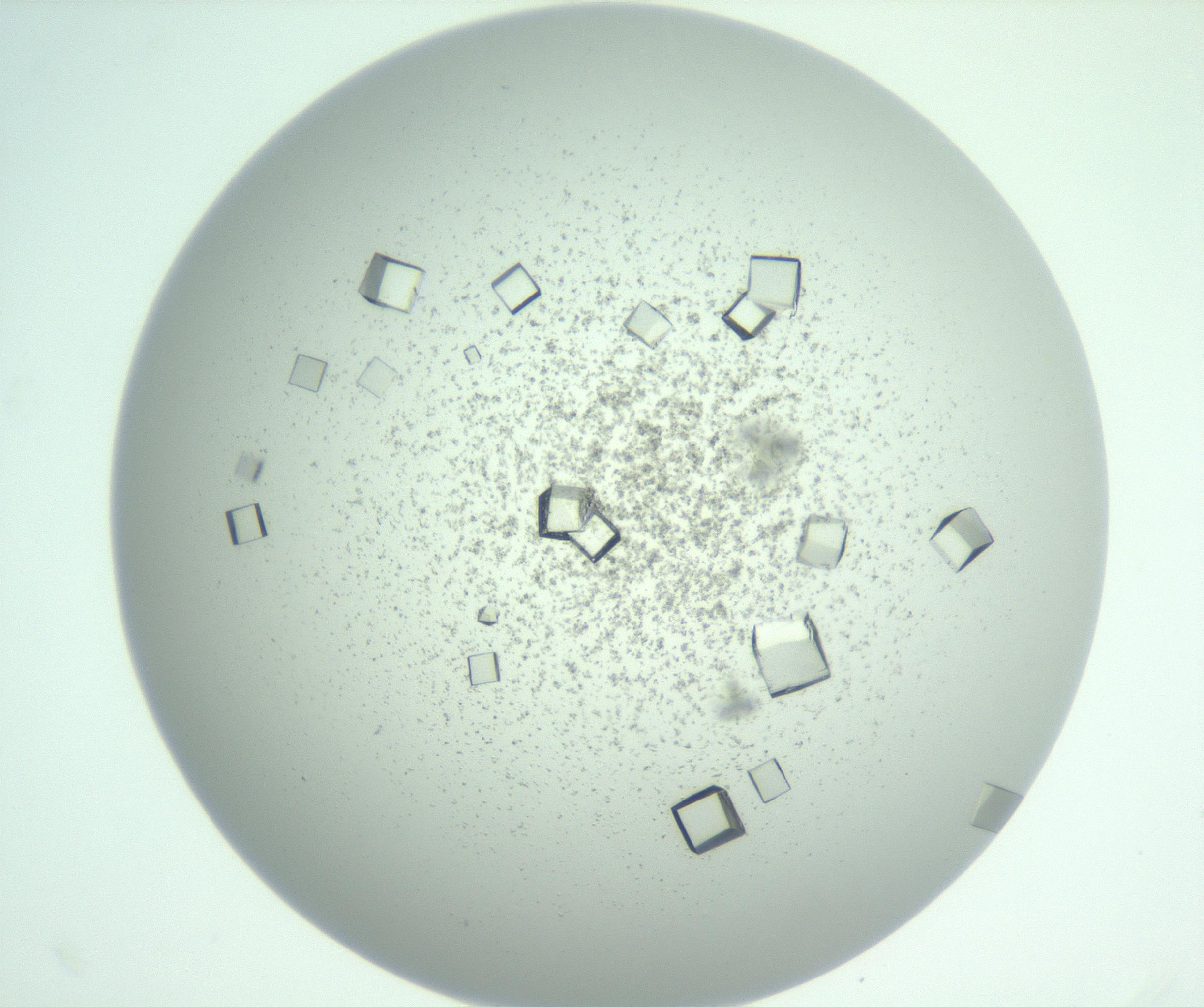 RI01_03_000_0212_Proj1_Clon1_MC_0000MC102955_007_161125_11_08_01_00_99_002_001_RAI.jpg