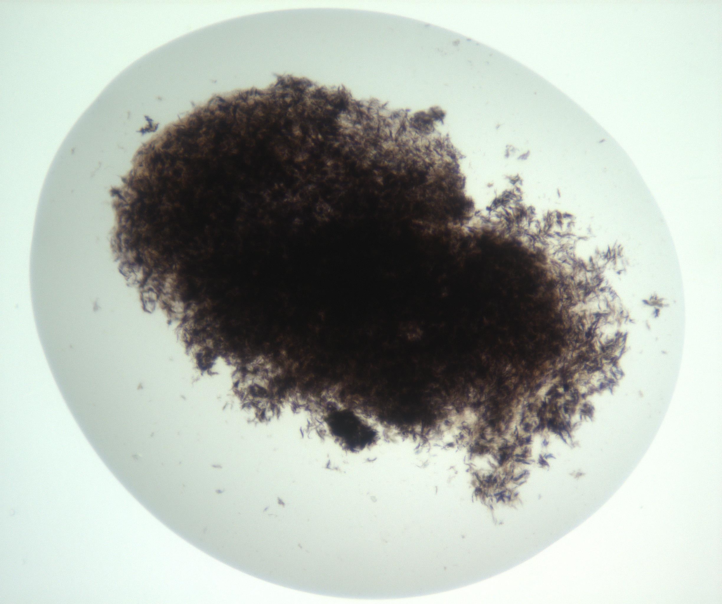 RI01_03_000_0212_Proj1_Clon1_MC_0000MC102956_003_161113_01_02_01_00_99_002_001_RAI.jpg