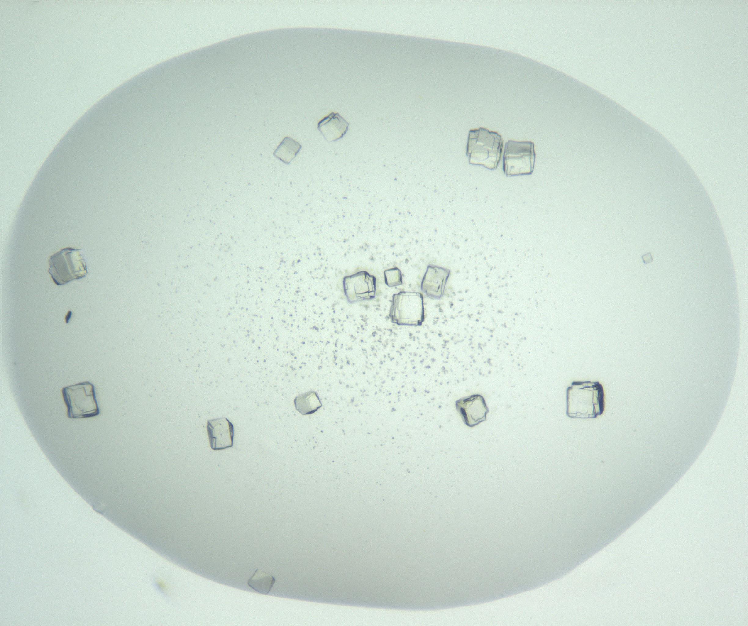 RI01_03_000_0212_Proj1_Clon1_MC_0000MC102956_003_161113_01_06_01_00_99_002_001_RAI.jpg