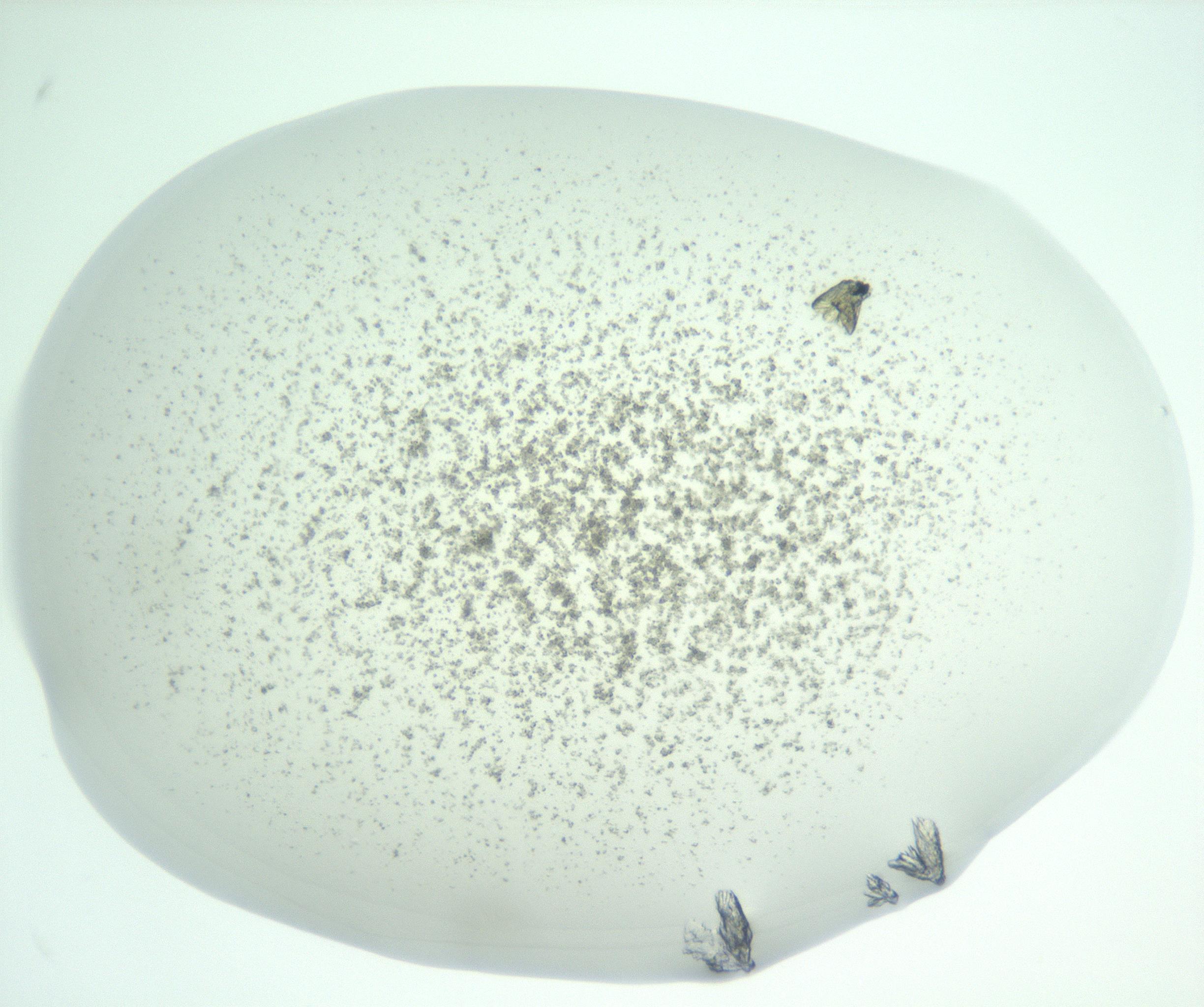 RI01_03_000_0212_Proj1_Clon1_MC_0000MC102956_003_161113_03_07_01_00_99_002_001_RAI.jpg