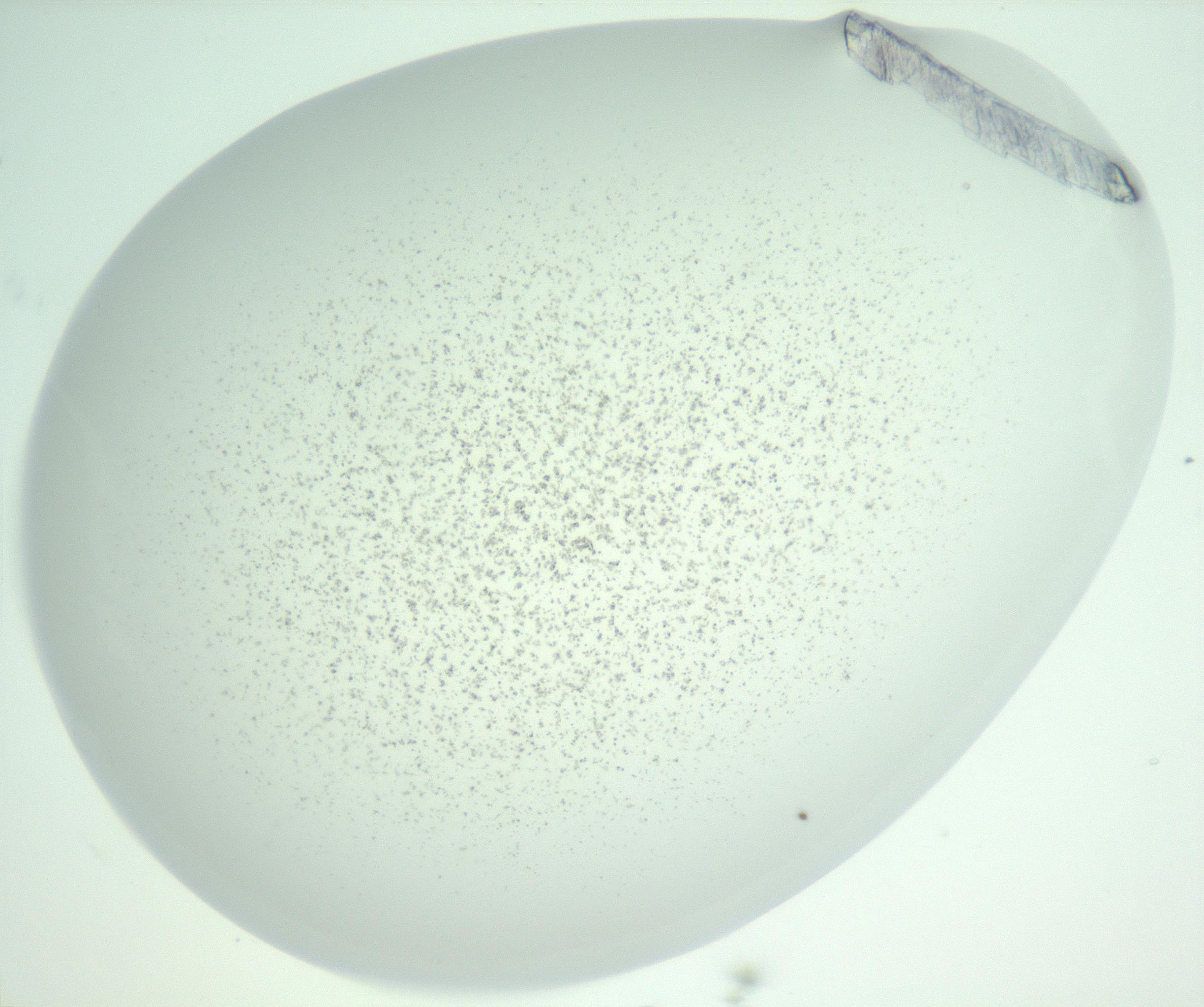 RI01_03_000_0212_Proj1_Clon1_MC_0000MC102956_003_161113_03_07_02_00_99_002_001_RAI.jpg