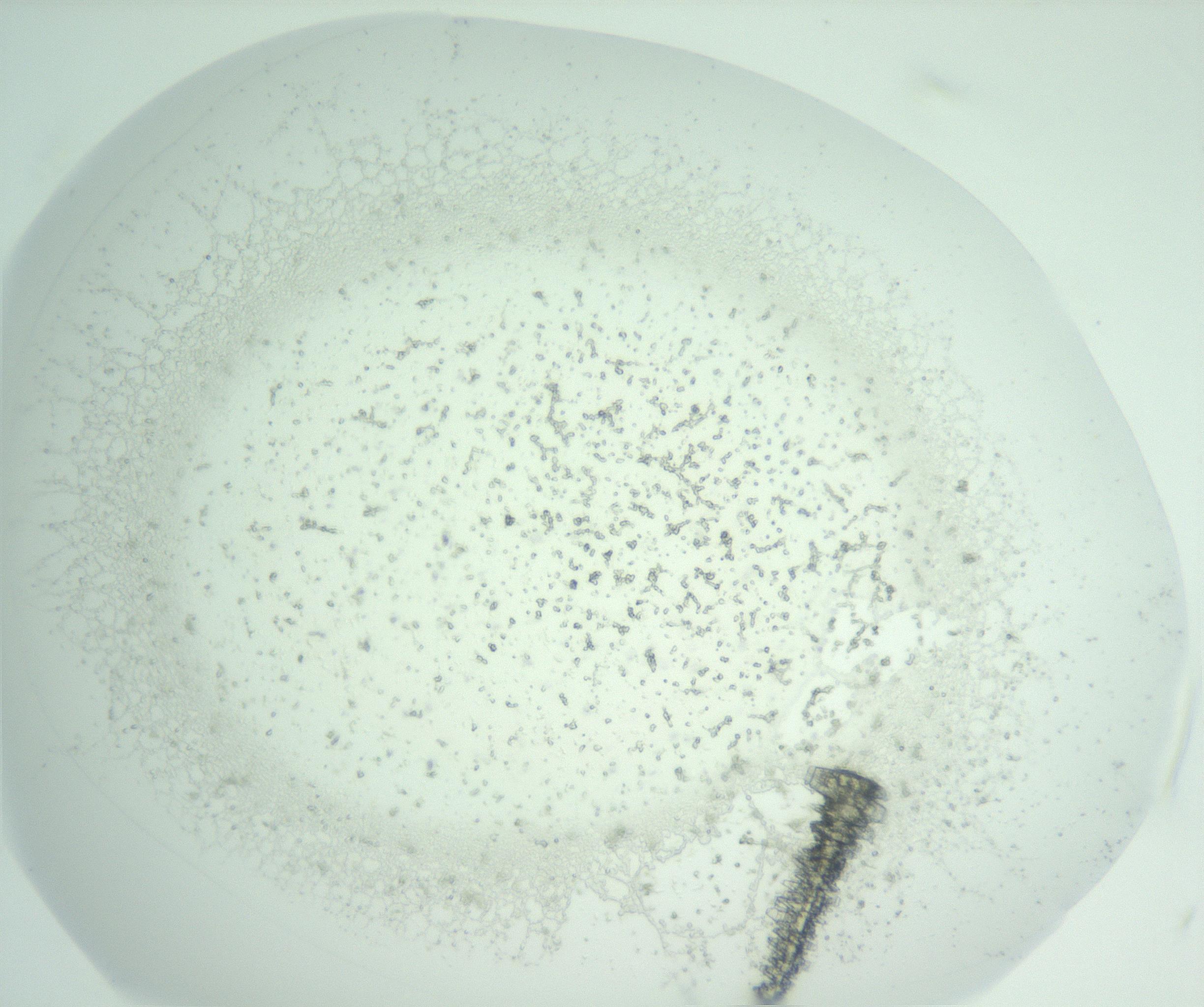RI01_03_000_0212_Proj1_Clon1_MC_0000MC102956_003_161113_04_01_01_00_99_002_001_RAI.jpg