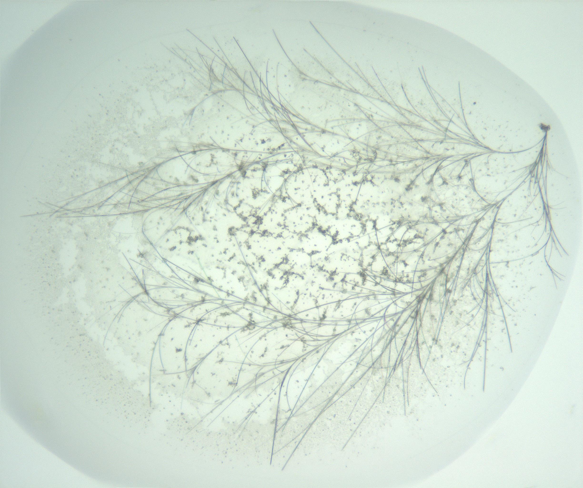 RI01_03_000_0212_Proj1_Clon1_MC_0000MC102956_003_161113_04_01_02_00_99_002_001_RAI.jpg