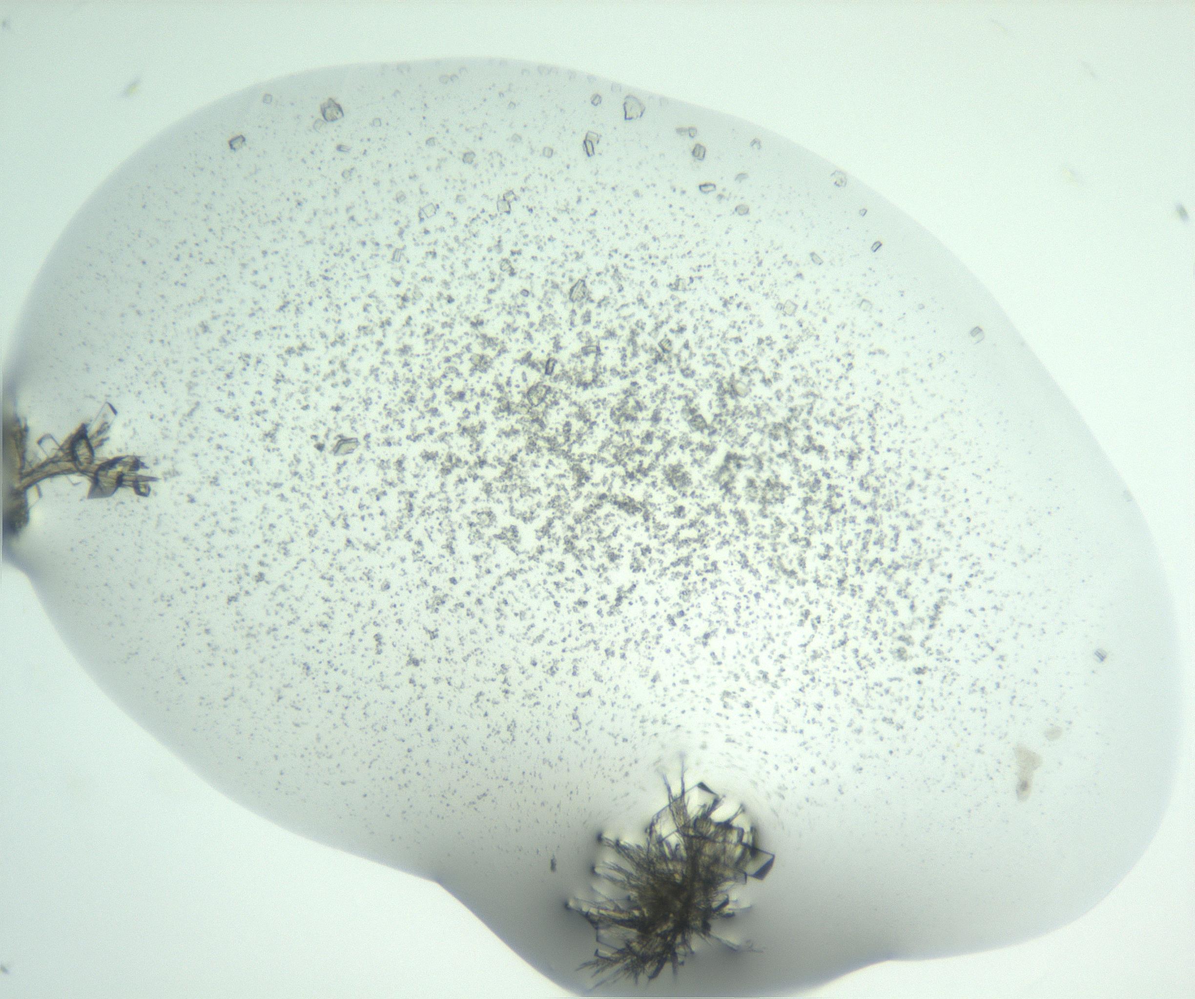 RI01_03_000_0212_Proj1_Clon1_MC_0000MC102956_003_161113_05_01_01_00_99_002_001_RAI.jpg