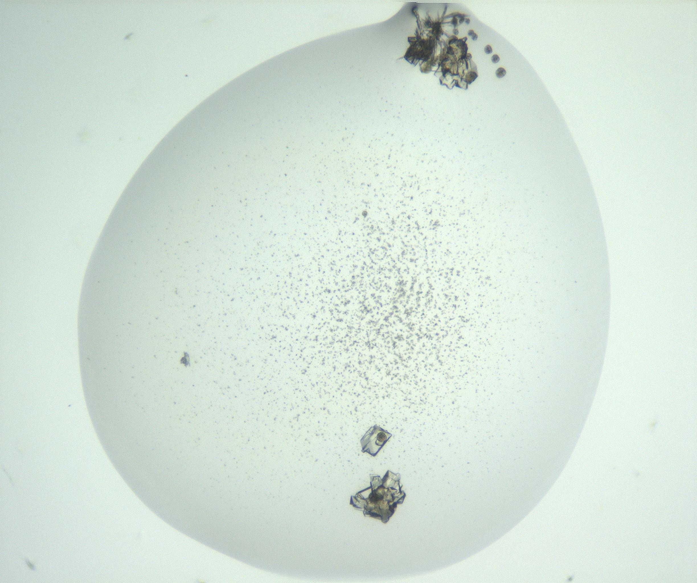 RI01_03_000_0212_Proj1_Clon1_MC_0000MC102956_003_161113_05_01_02_00_99_002_001_RAI.jpg