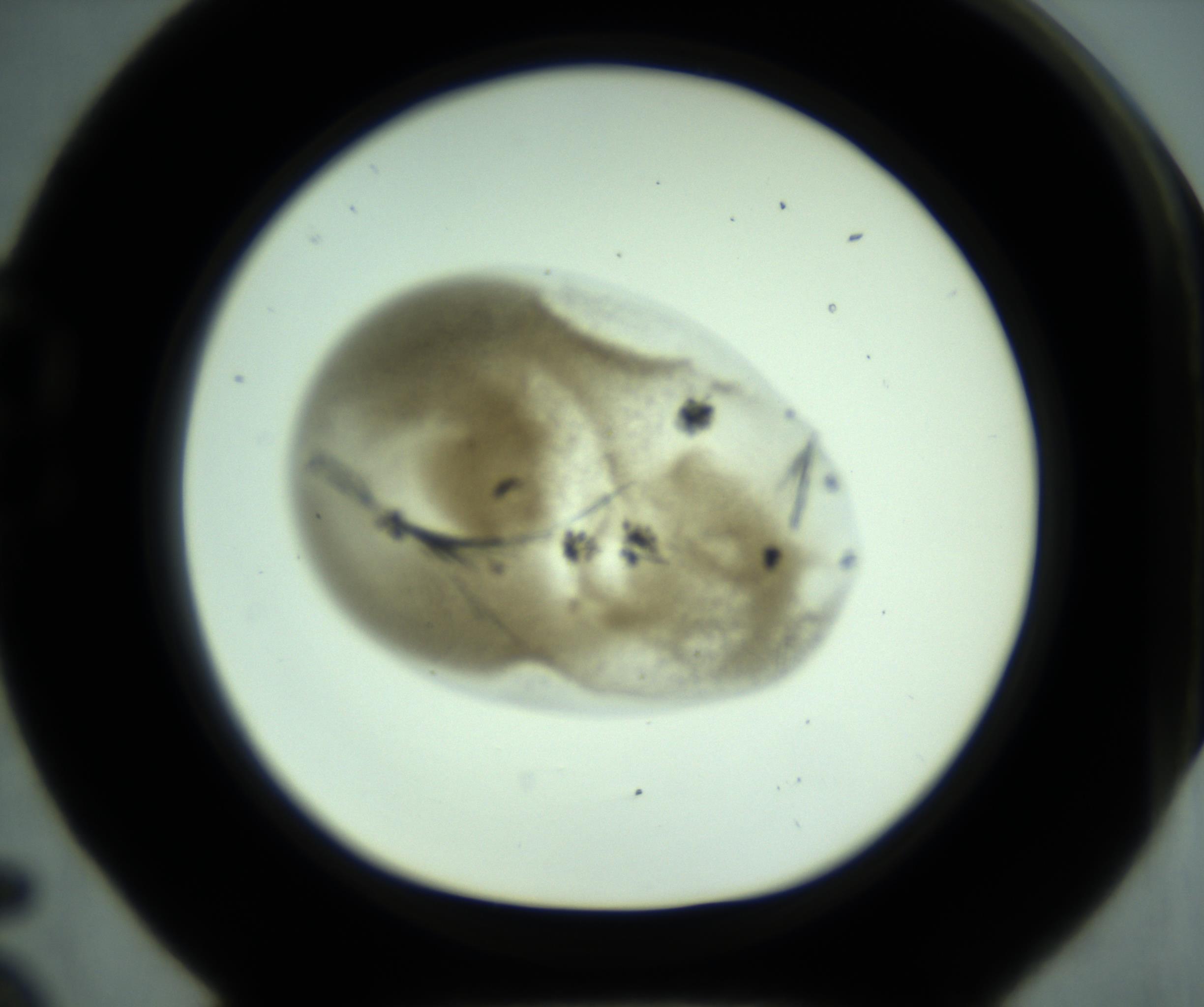 RI01_03_000_0212_Proj1_Clon1_MC_0000MC102956_003_161113_05_02_01_00_98_002_001_RAI.jpg