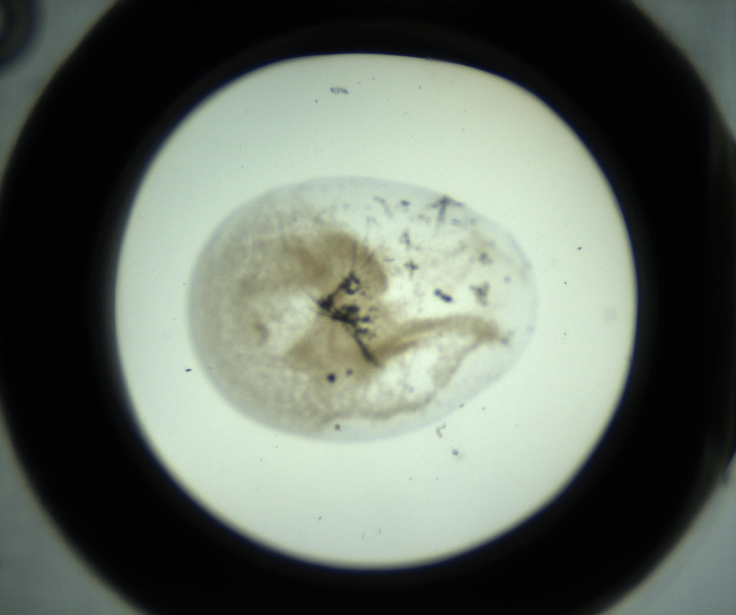 RI01_03_000_0212_Proj1_Clon1_MC_0000MC102956_003_161113_05_02_02_00_98_002_001_RAI.jpg