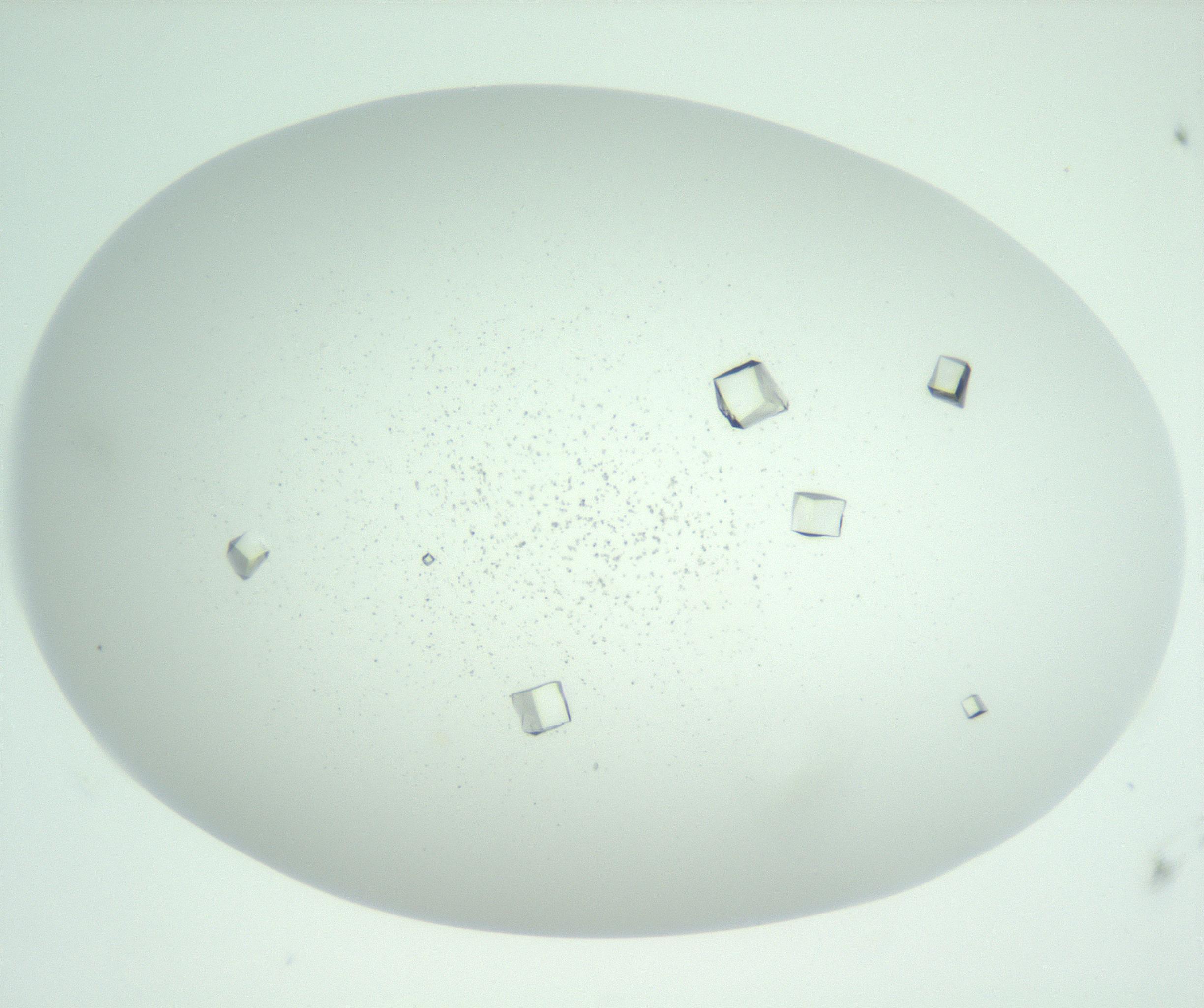 RI01_03_000_0212_Proj1_Clon1_MC_0000MC102956_003_161113_06_04_01_00_99_002_001_RAI.jpg