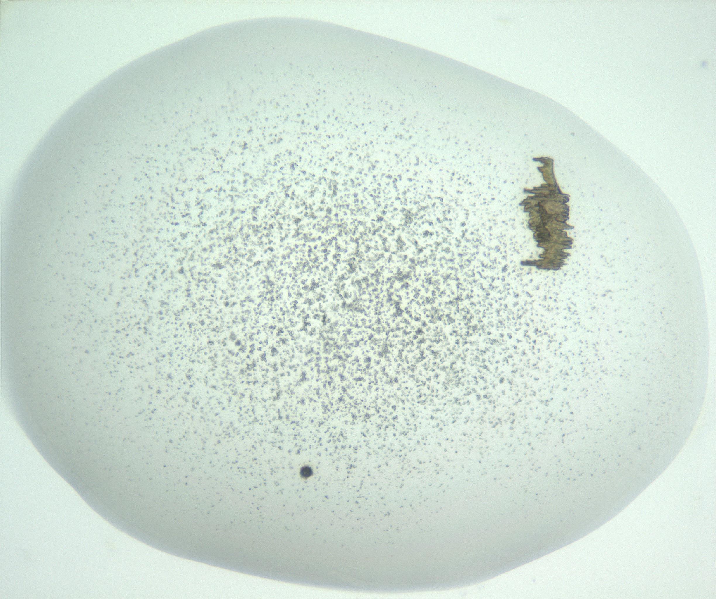RI01_03_000_0212_Proj1_Clon1_MC_0000MC102956_003_161113_08_08_01_00_99_002_001_RAI.jpg