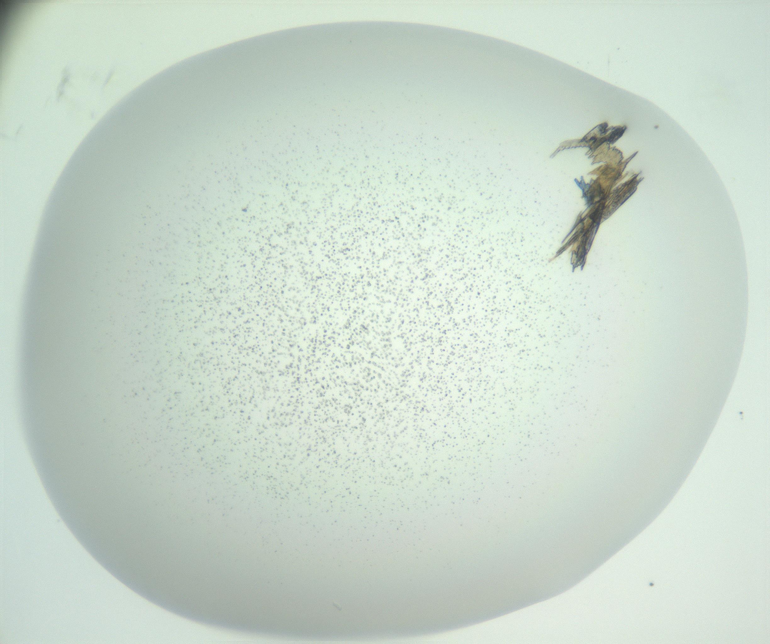 RI01_03_000_0212_Proj1_Clon1_MC_0000MC102956_003_161113_08_08_02_00_99_002_001_RAI.jpg
