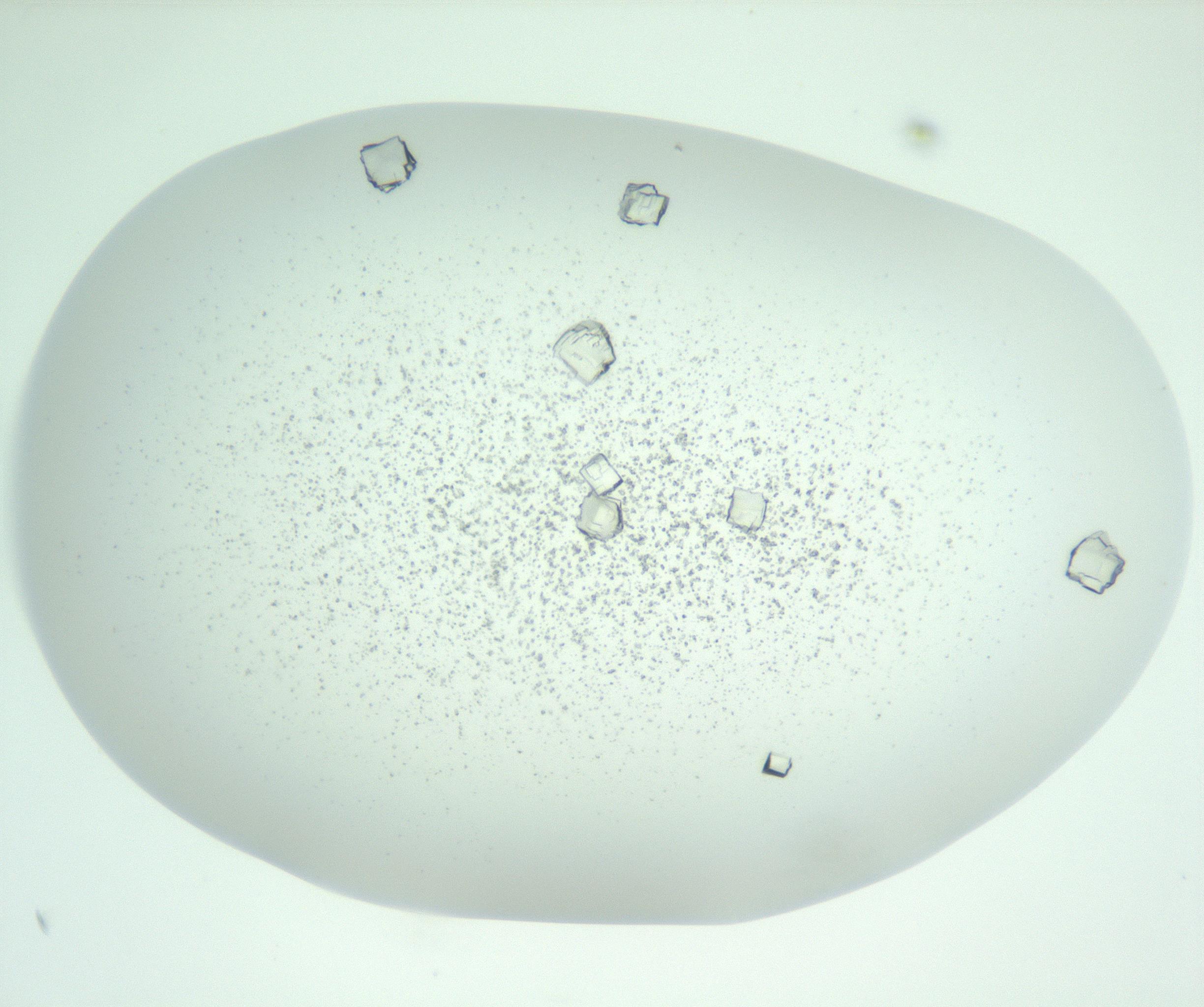 RI01_03_000_0212_Proj1_Clon1_MC_0000MC102956_003_161113_09_04_01_00_99_002_001_RAI.jpg