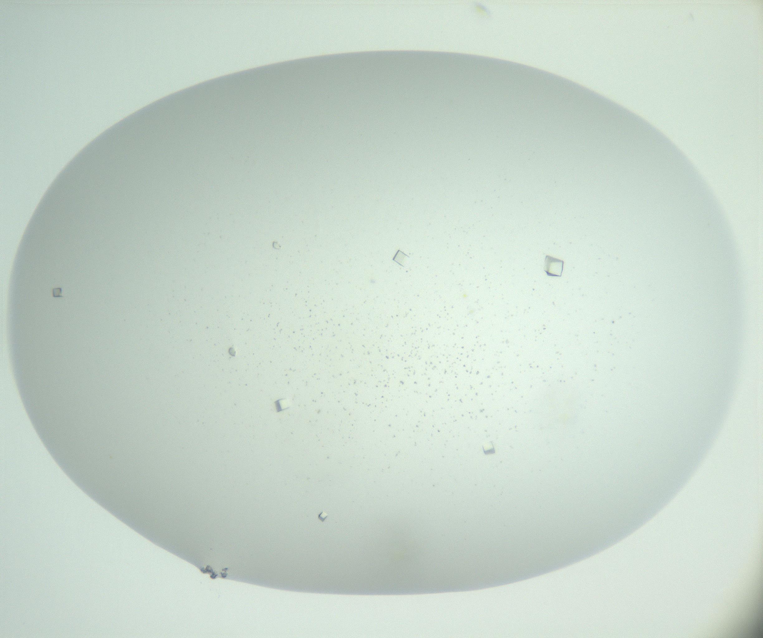 RI01_03_000_0212_Proj1_Clon1_MC_0000MC102956_003_161113_10_03_01_00_99_002_001_RAI.jpg