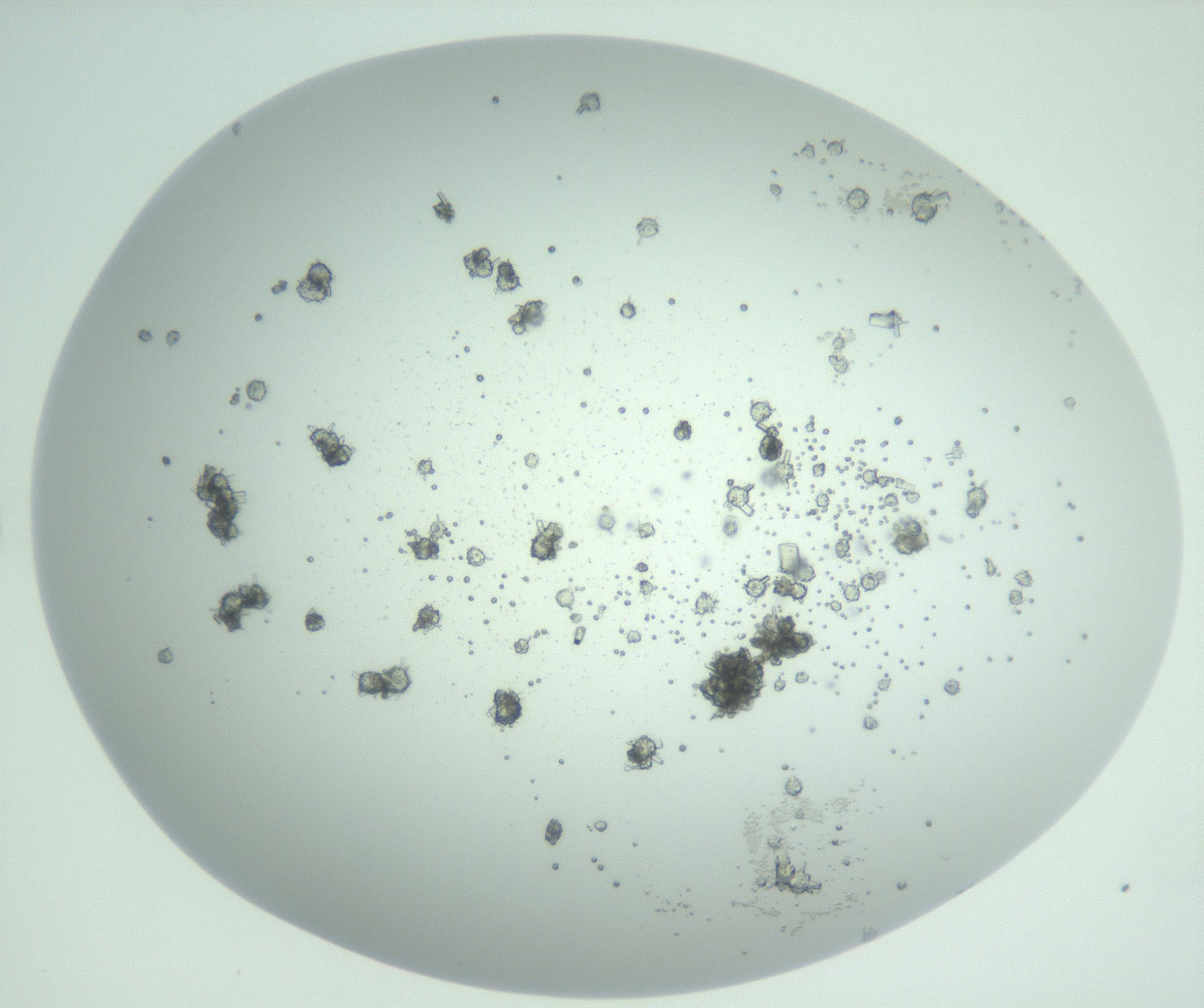 RI01_03_000_0212_Proj1_Clon1_MC_0000MC102956_003_161113_10_06_02_00_99_002_001_RAI.jpg