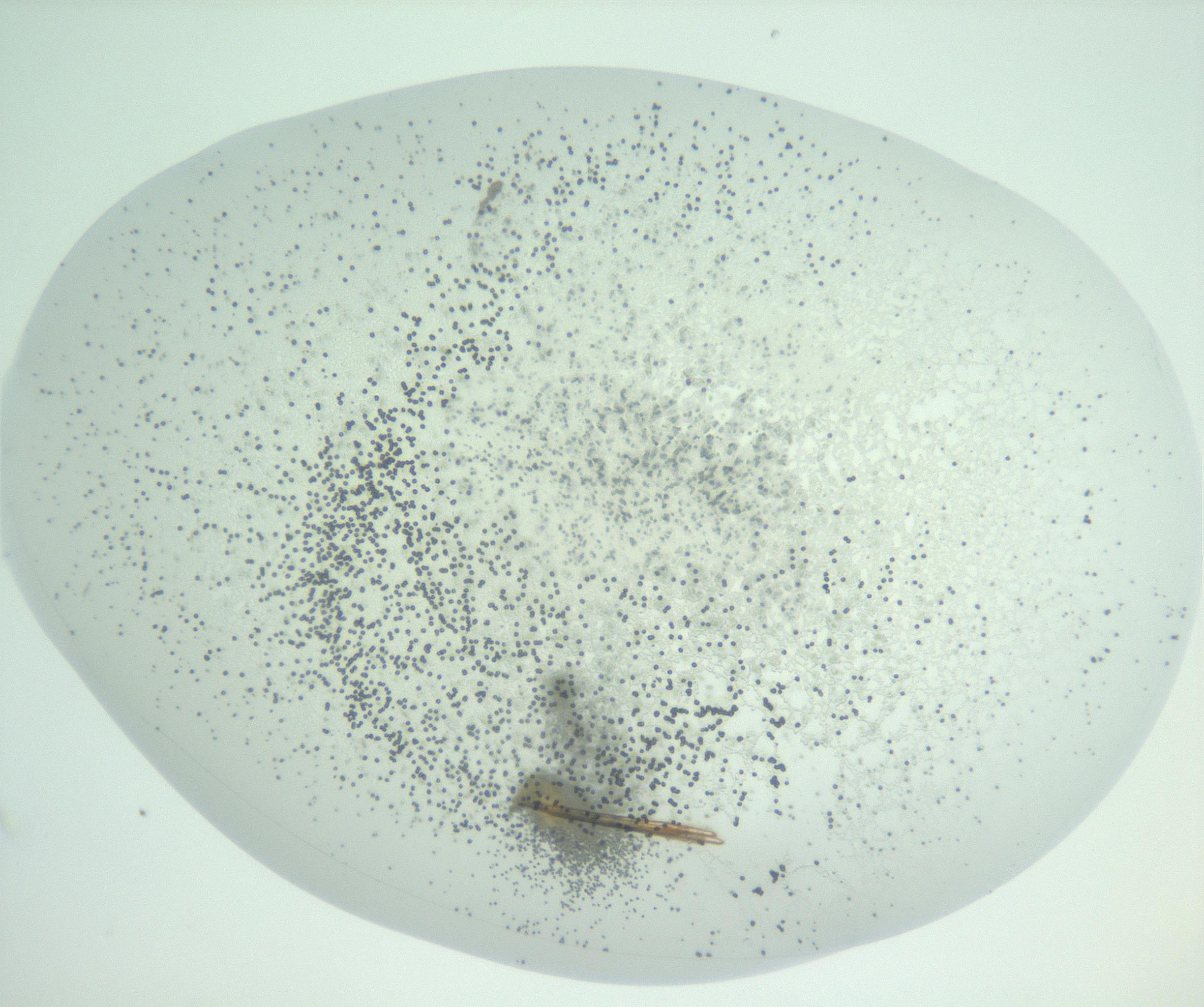 RI01_03_000_0212_Proj1_Clon1_MC_0000MC102956_003_161113_10_08_02_00_99_002_001_RAI.jpg