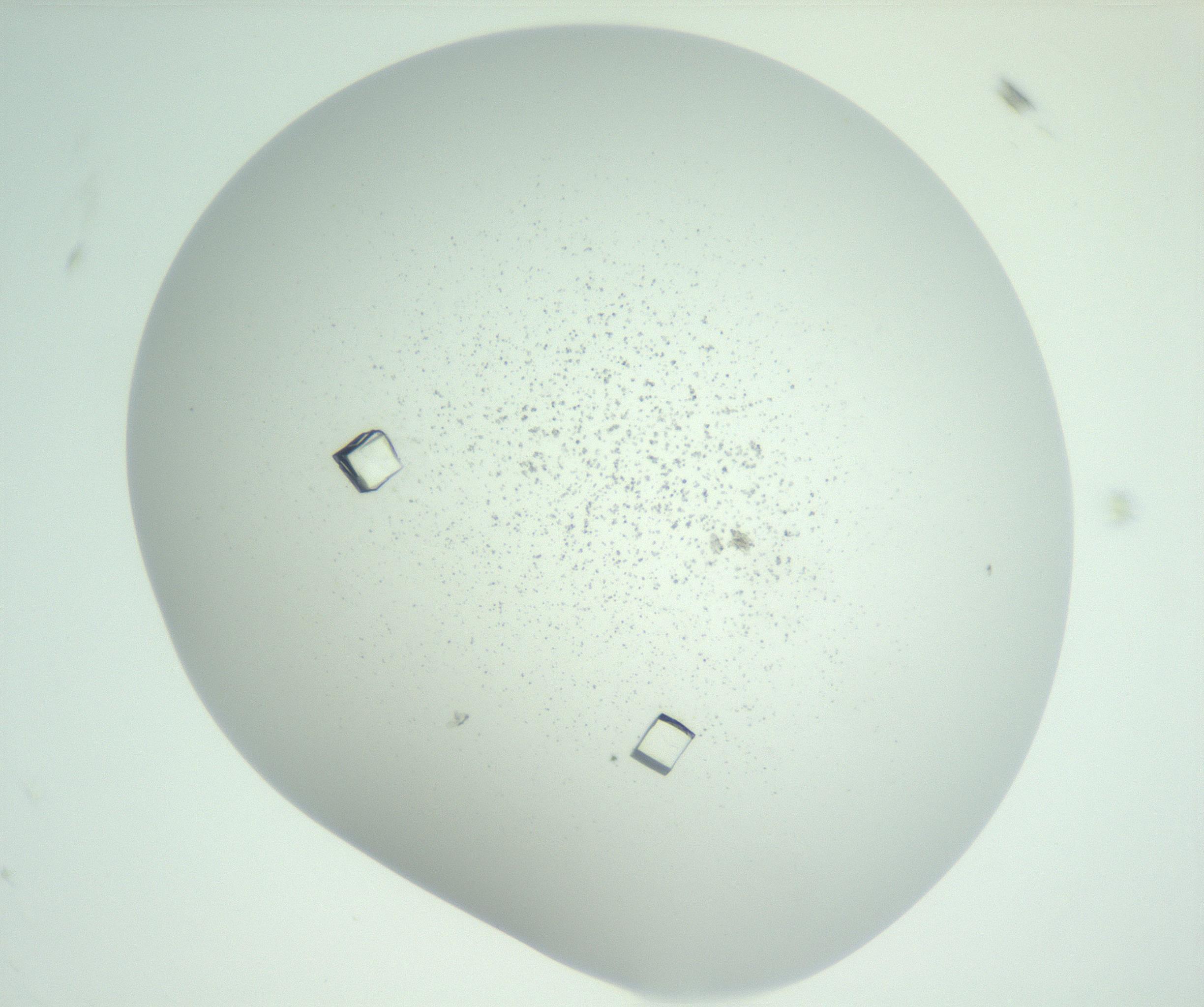 RI01_03_000_0212_Proj1_Clon1_MC_0000MC102956_003_161113_11_05_01_00_99_002_001_RAI.jpg