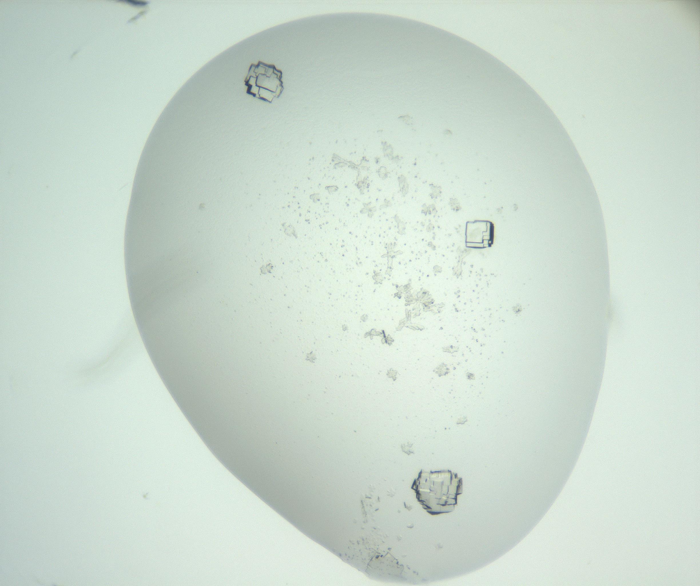 RI01_03_000_0212_Proj1_Clon1_MC_0000MC102956_003_161113_12_01_01_00_99_002_001_RAI.jpg
