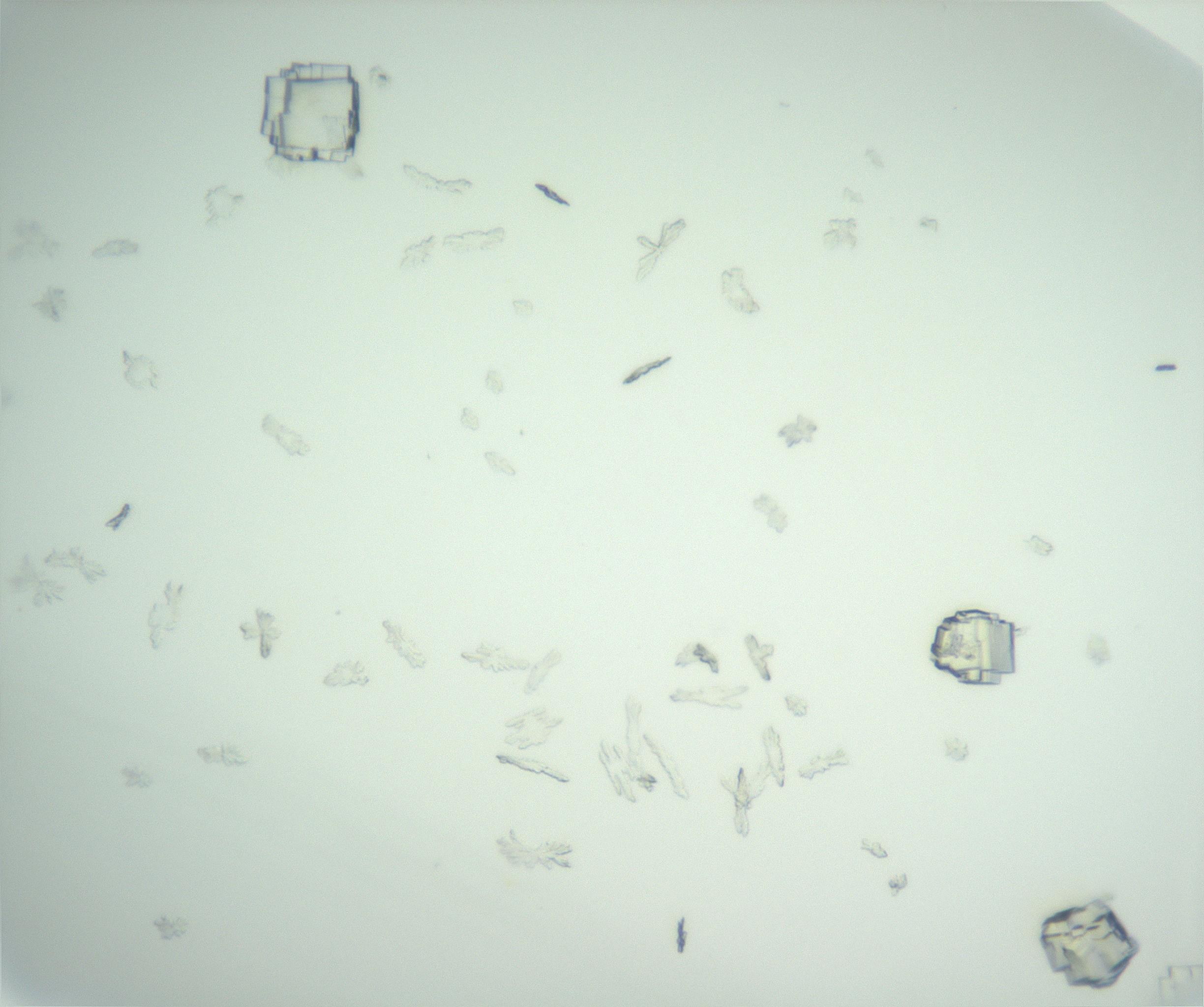 RI01_03_000_0212_Proj1_Clon1_MC_0000MC102956_003_161113_12_01_02_00_99_002_001_RAI.jpg