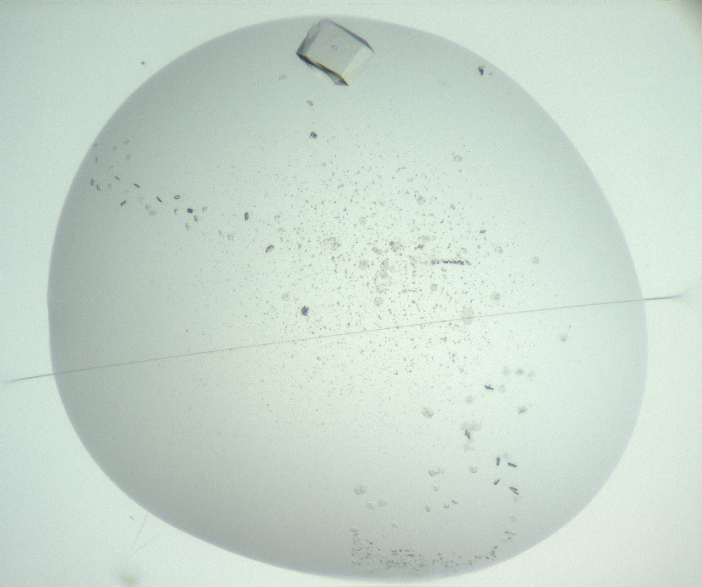 RI01_03_000_0212_Proj1_Clon1_MC_0000MC102956_004_161115_02_01_01_00_99_002_001_RAI.jpg