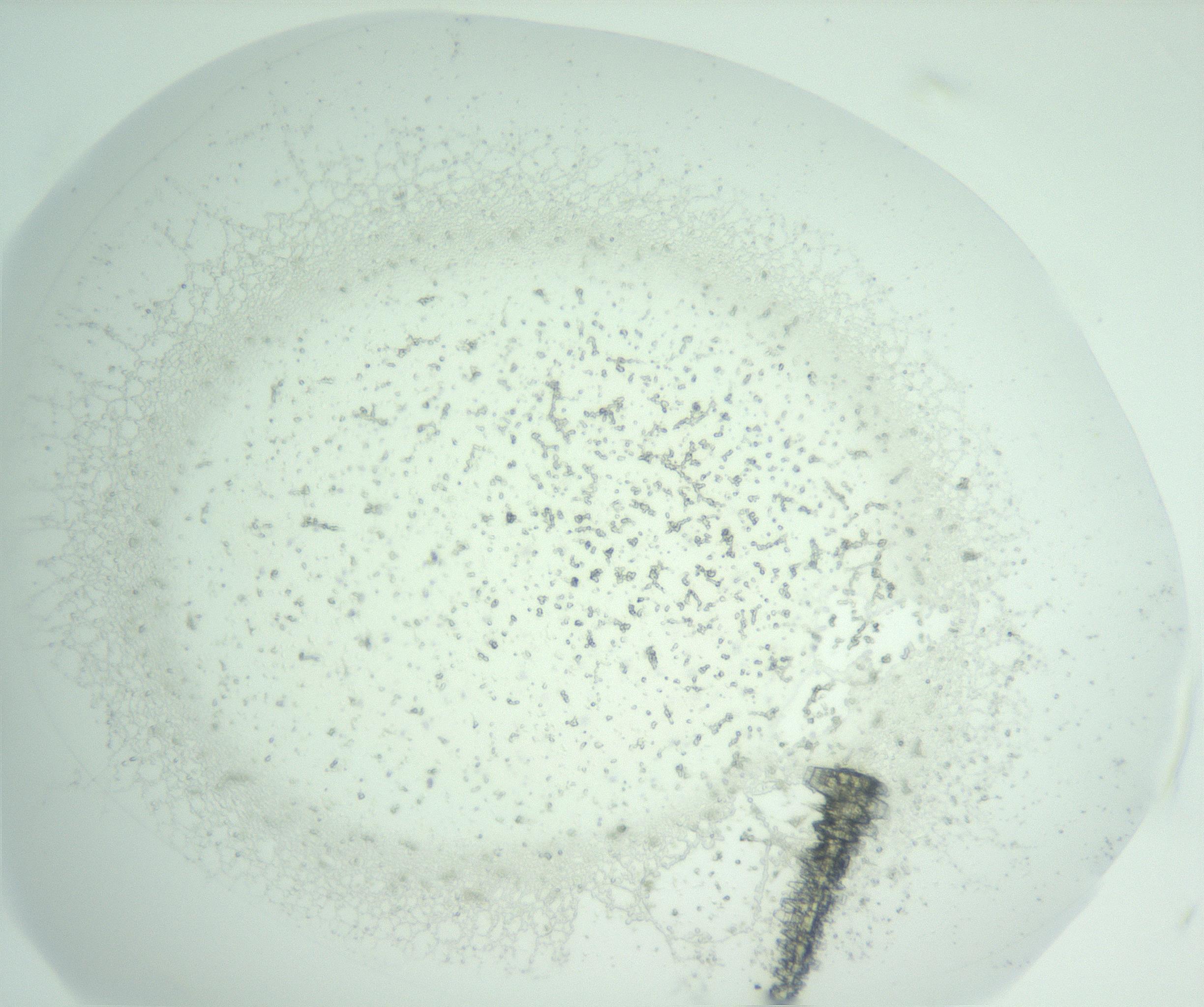 RI01_03_000_0212_Proj1_Clon1_MC_0000MC102956_004_161115_04_01_01_00_99_002_001_RAI.jpg
