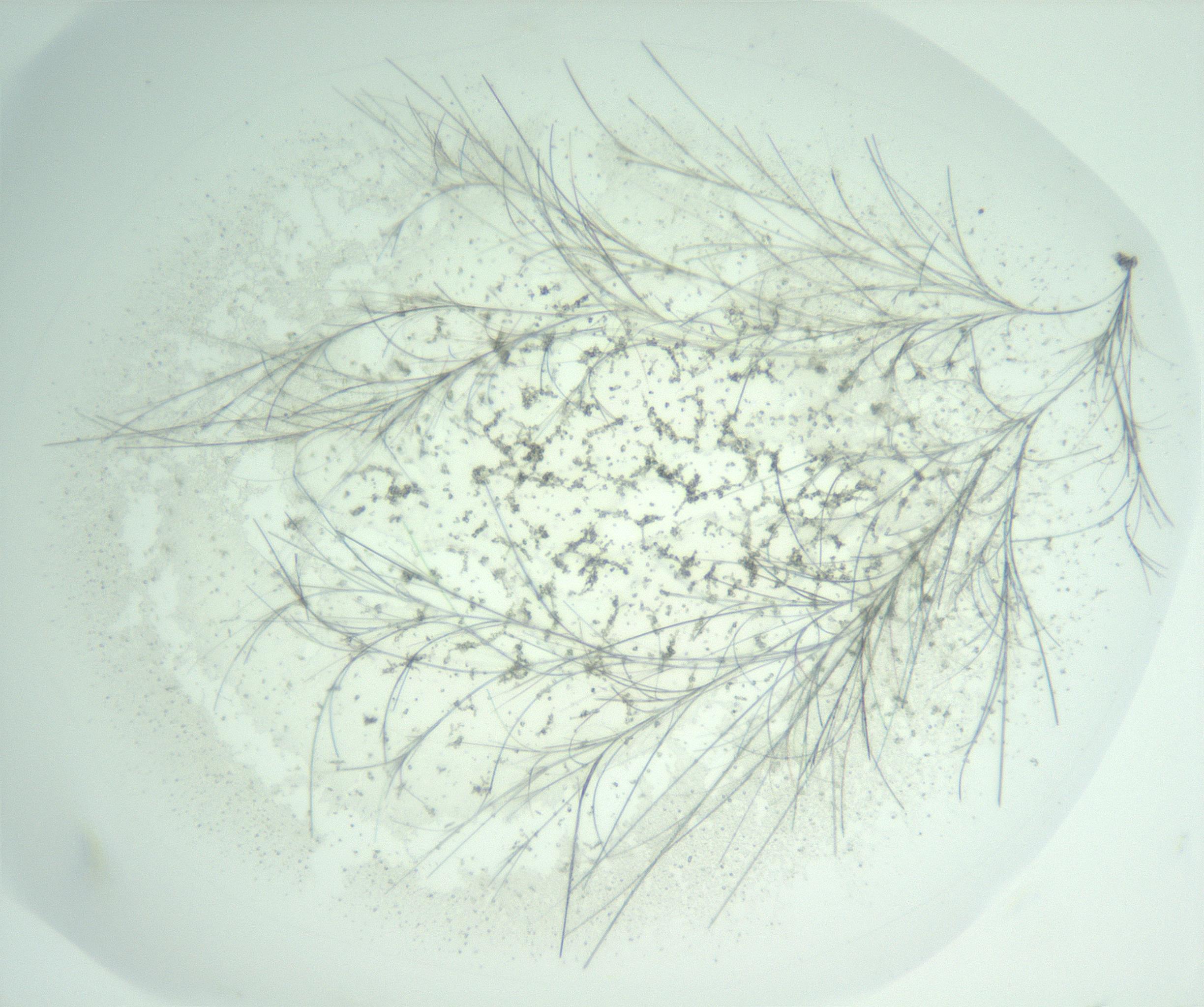 RI01_03_000_0212_Proj1_Clon1_MC_0000MC102956_004_161115_04_01_02_00_99_002_001_RAI.jpg