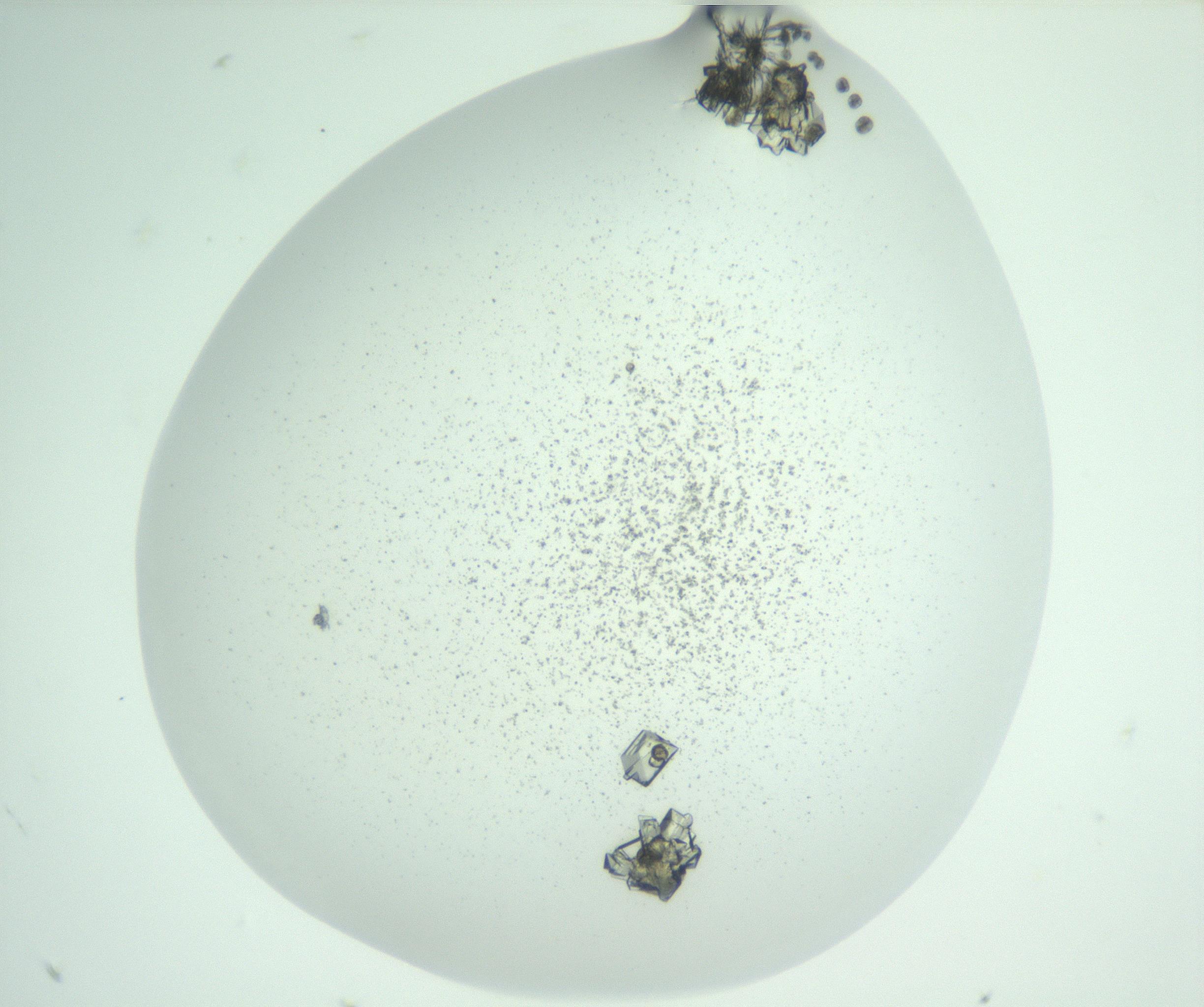 RI01_03_000_0212_Proj1_Clon1_MC_0000MC102956_004_161115_05_01_02_00_99_002_001_RAI.jpg