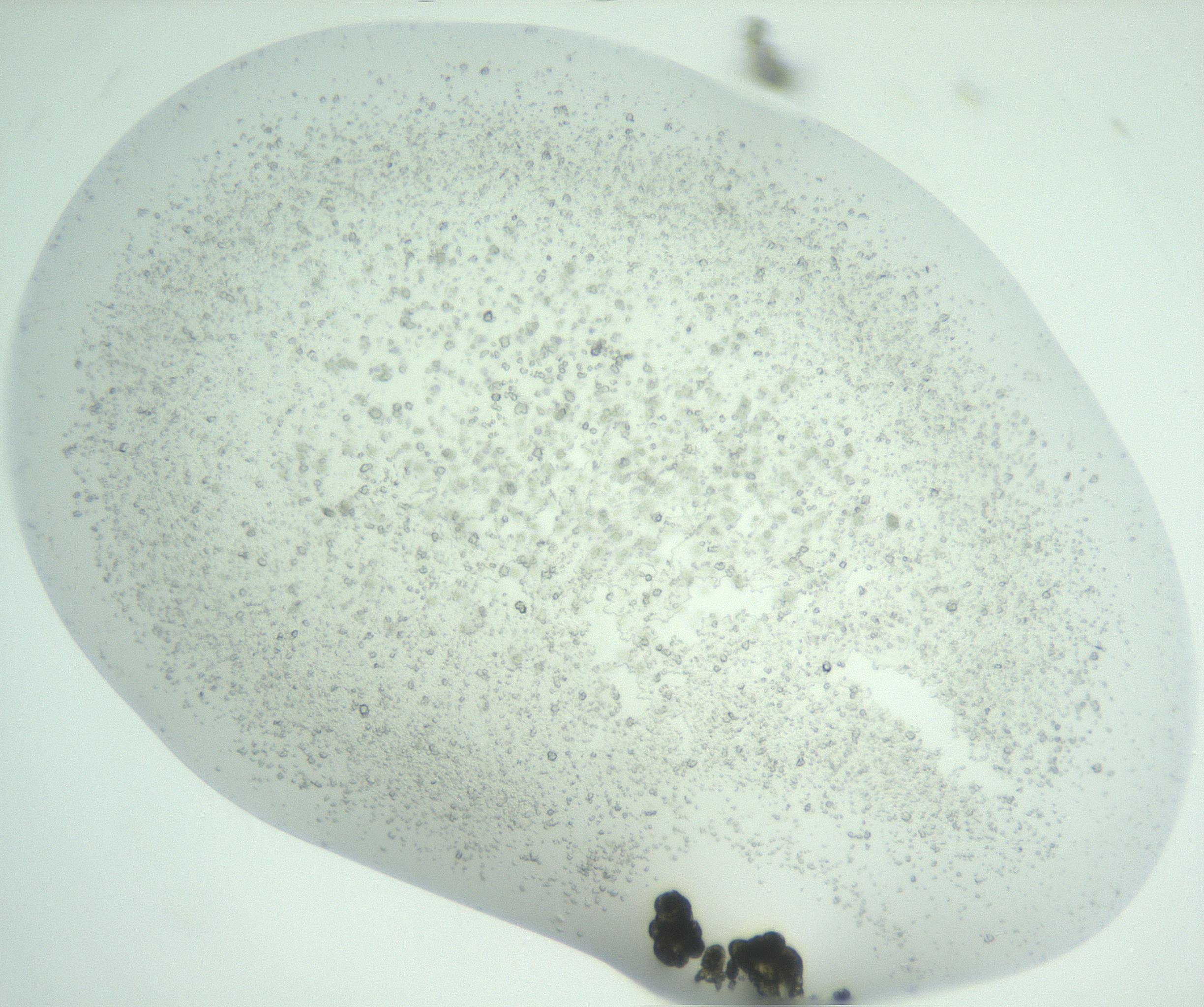 RI01_03_000_0212_Proj1_Clon1_MC_0000MC102956_004_161115_06_01_01_00_99_002_001_RAI.jpg