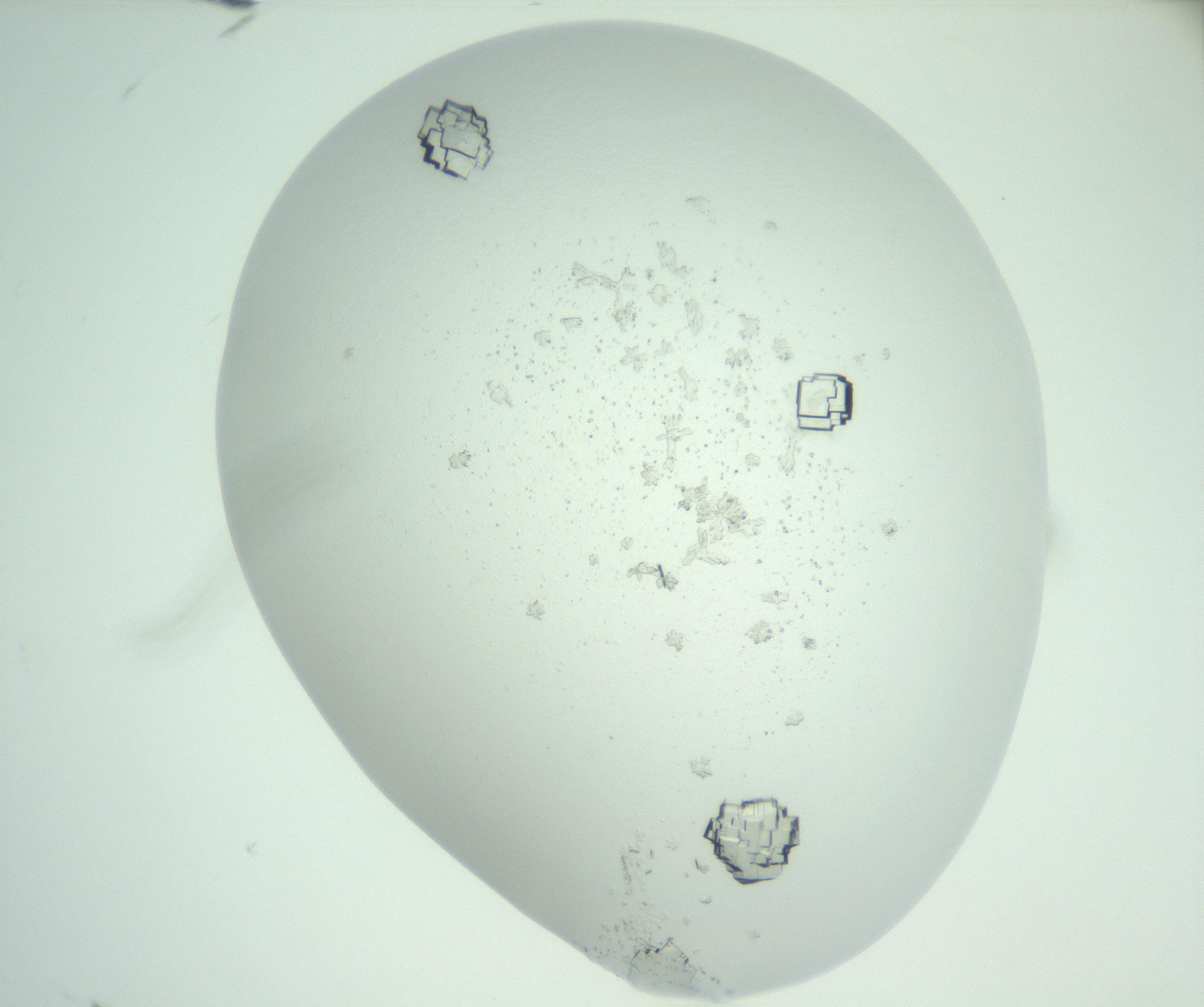 RI01_03_000_0212_Proj1_Clon1_MC_0000MC102956_004_161115_12_01_01_00_99_002_001_RAI.jpg