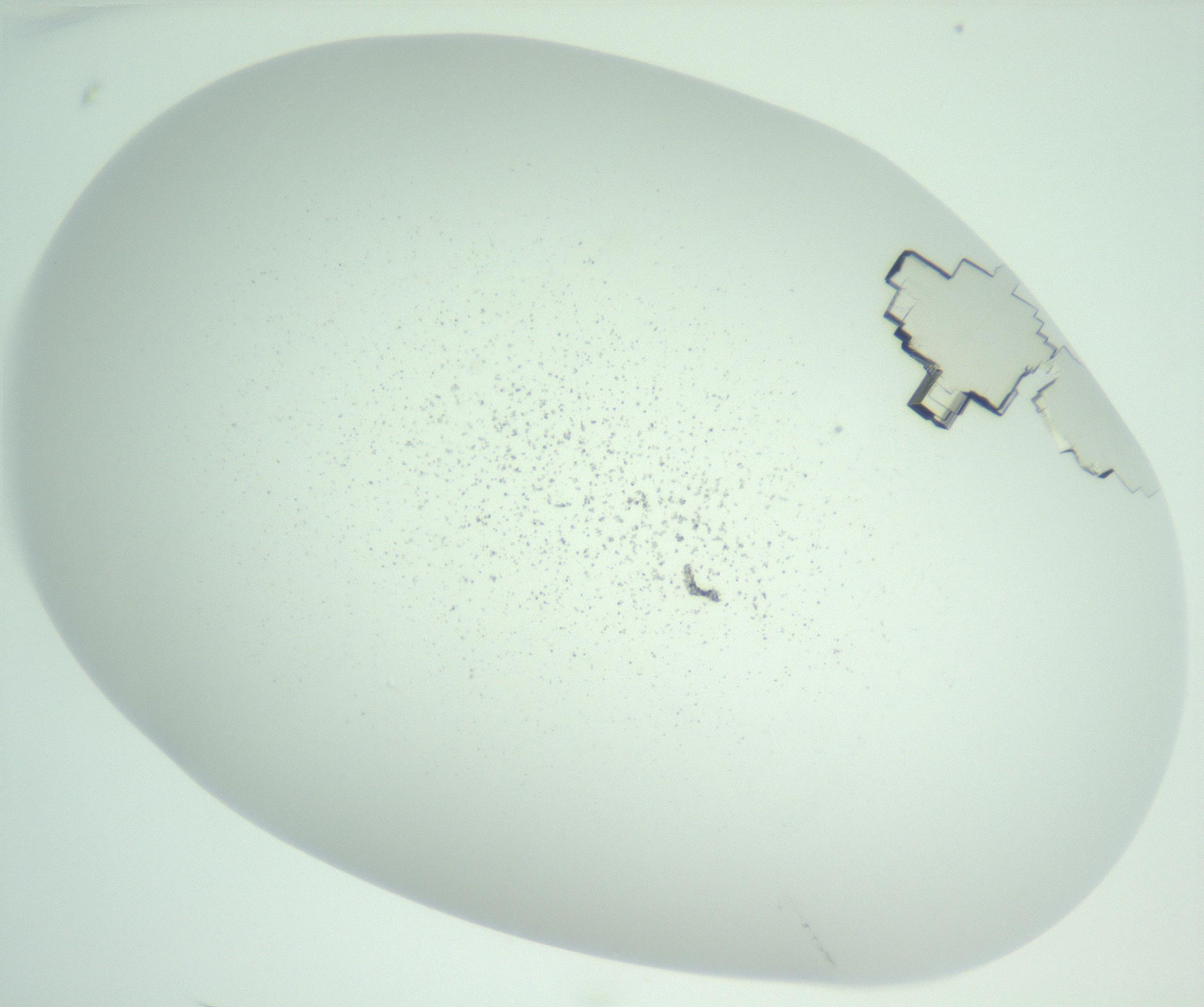 RI01_03_000_0212_Proj1_Clon1_MC_0000MC102956_006_161120_01_03_01_00_99_002_001_RAI.jpg