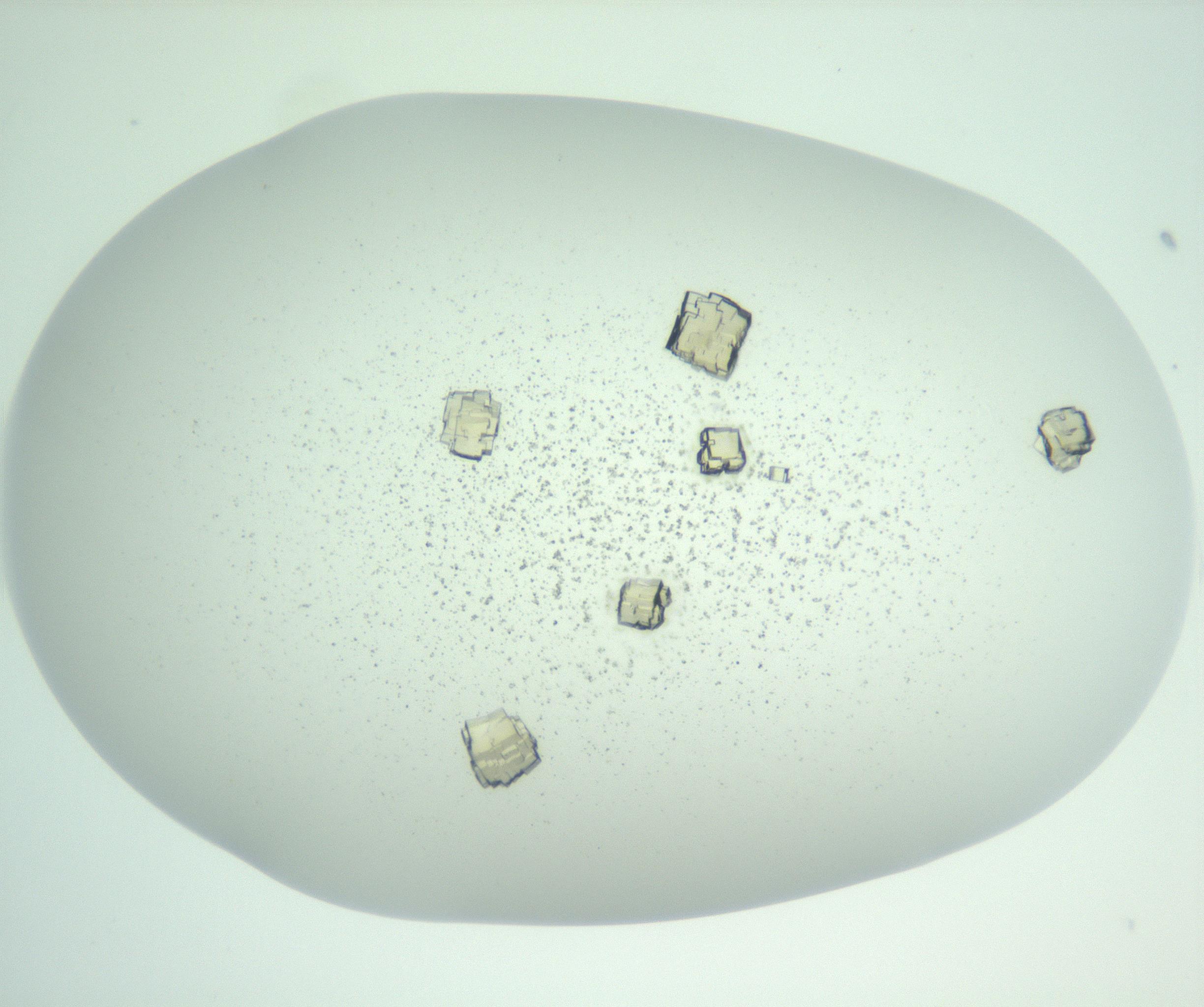 RI01_03_000_0212_Proj1_Clon1_MC_0000MC102956_006_161120_01_05_01_00_99_002_001_RAI.jpg