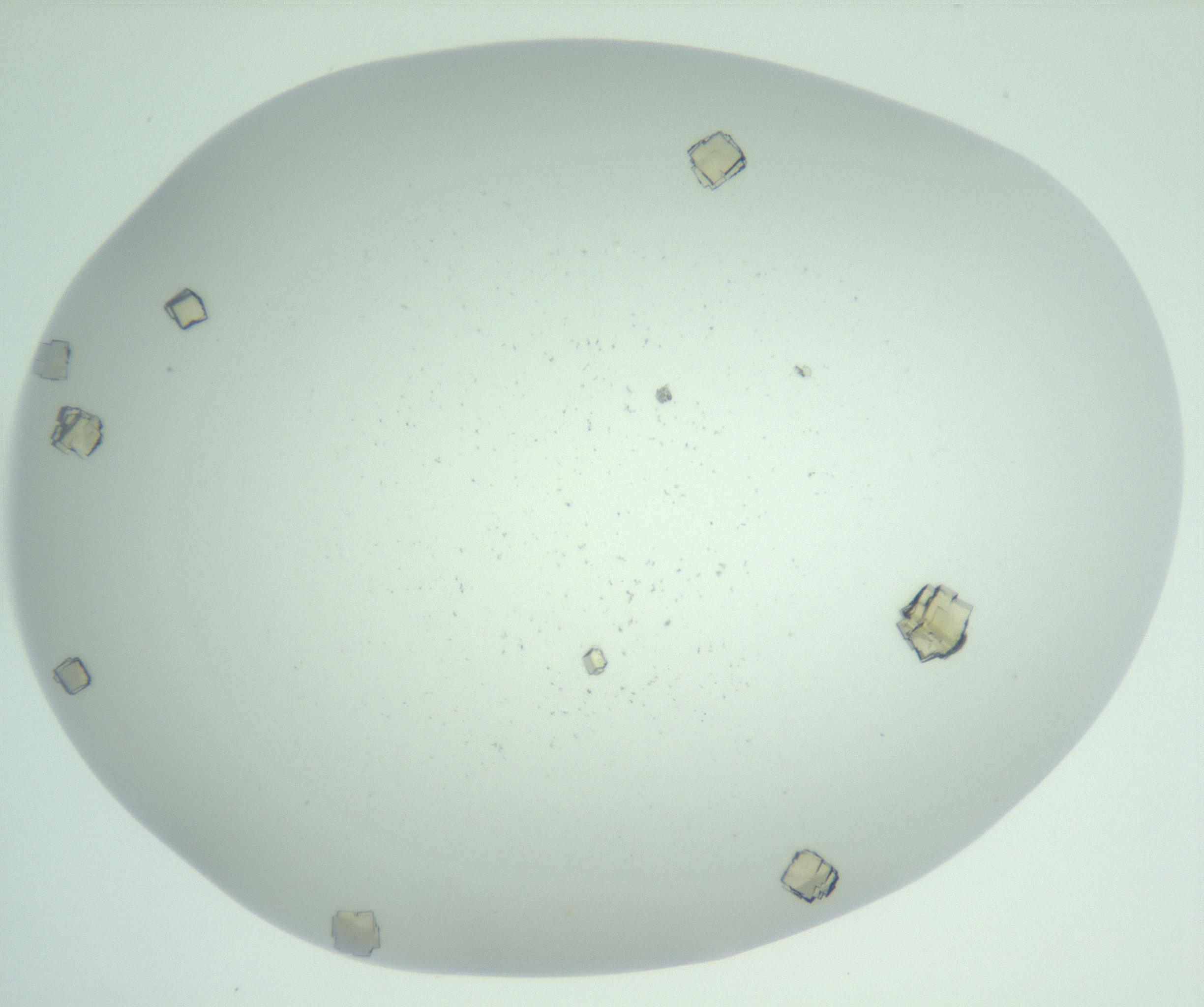 RI01_03_000_0212_Proj1_Clon1_MC_0000MC102956_006_161120_01_05_02_00_99_002_001_RAI.jpg