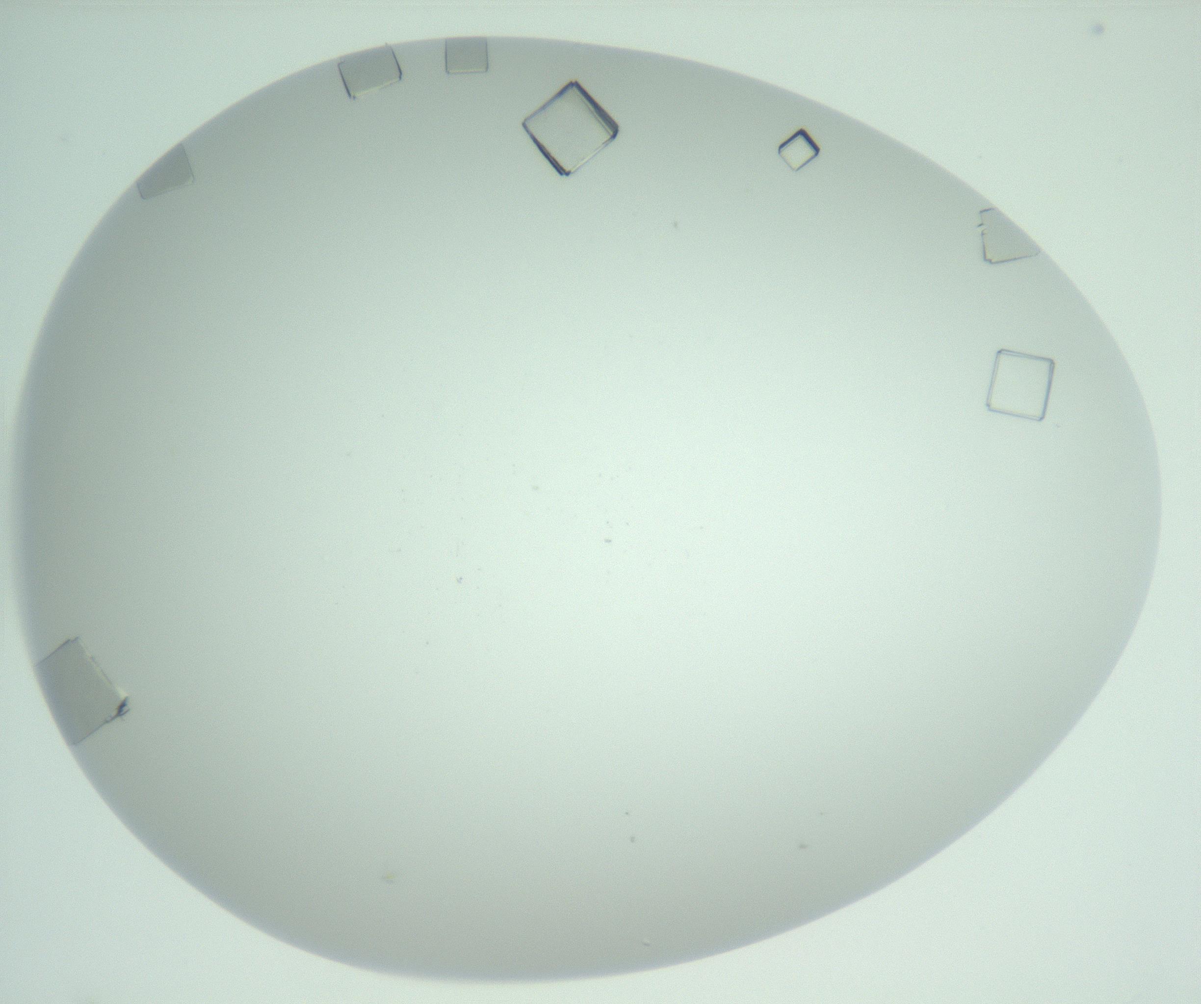 RI01_03_000_0212_Proj1_Clon1_MC_0000MC102956_006_161120_01_06_02_00_99_002_001_RAI.jpg