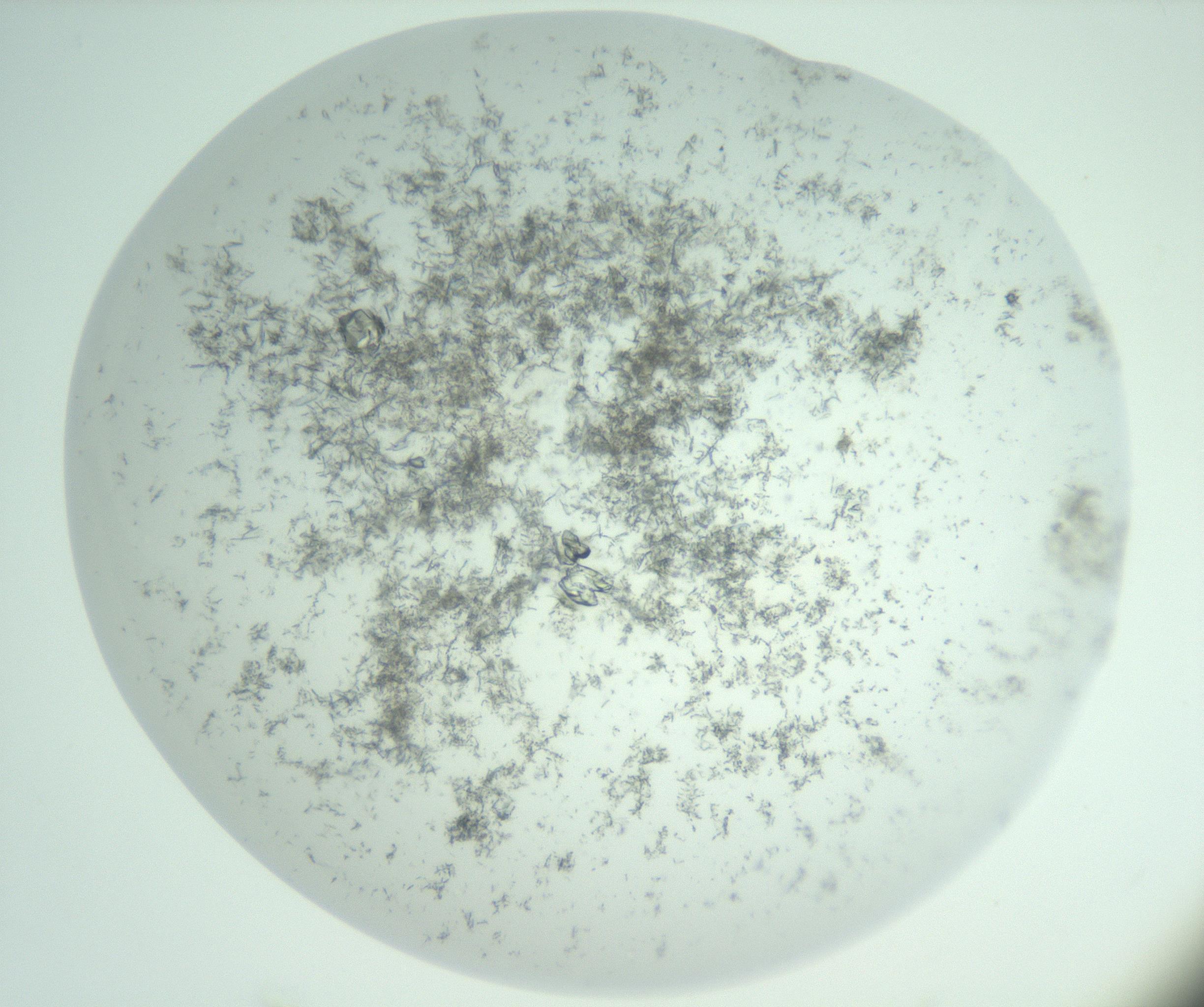 RI01_03_000_0212_Proj1_Clon1_MC_0000MC102956_006_161120_01_07_02_00_99_002_001_RAI.jpg