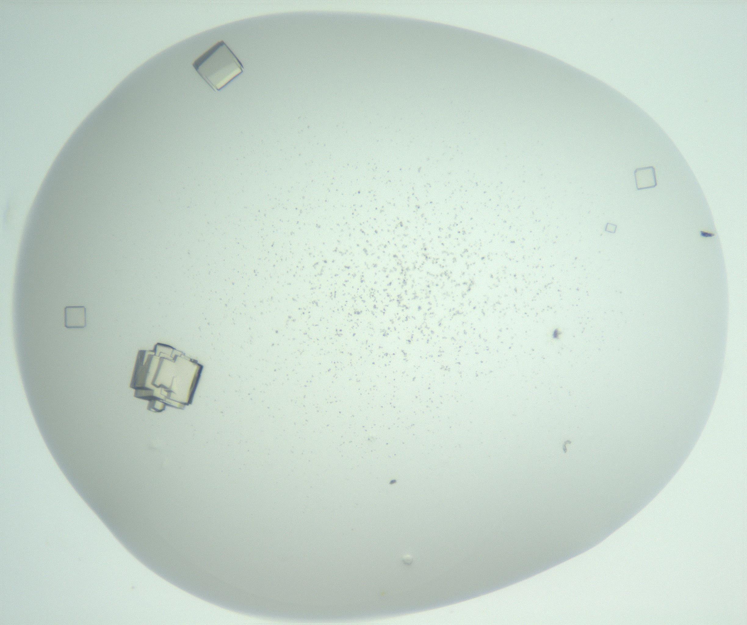 RI01_03_000_0212_Proj1_Clon1_MC_0000MC102956_006_161120_01_08_01_00_99_002_001_RAI.jpg