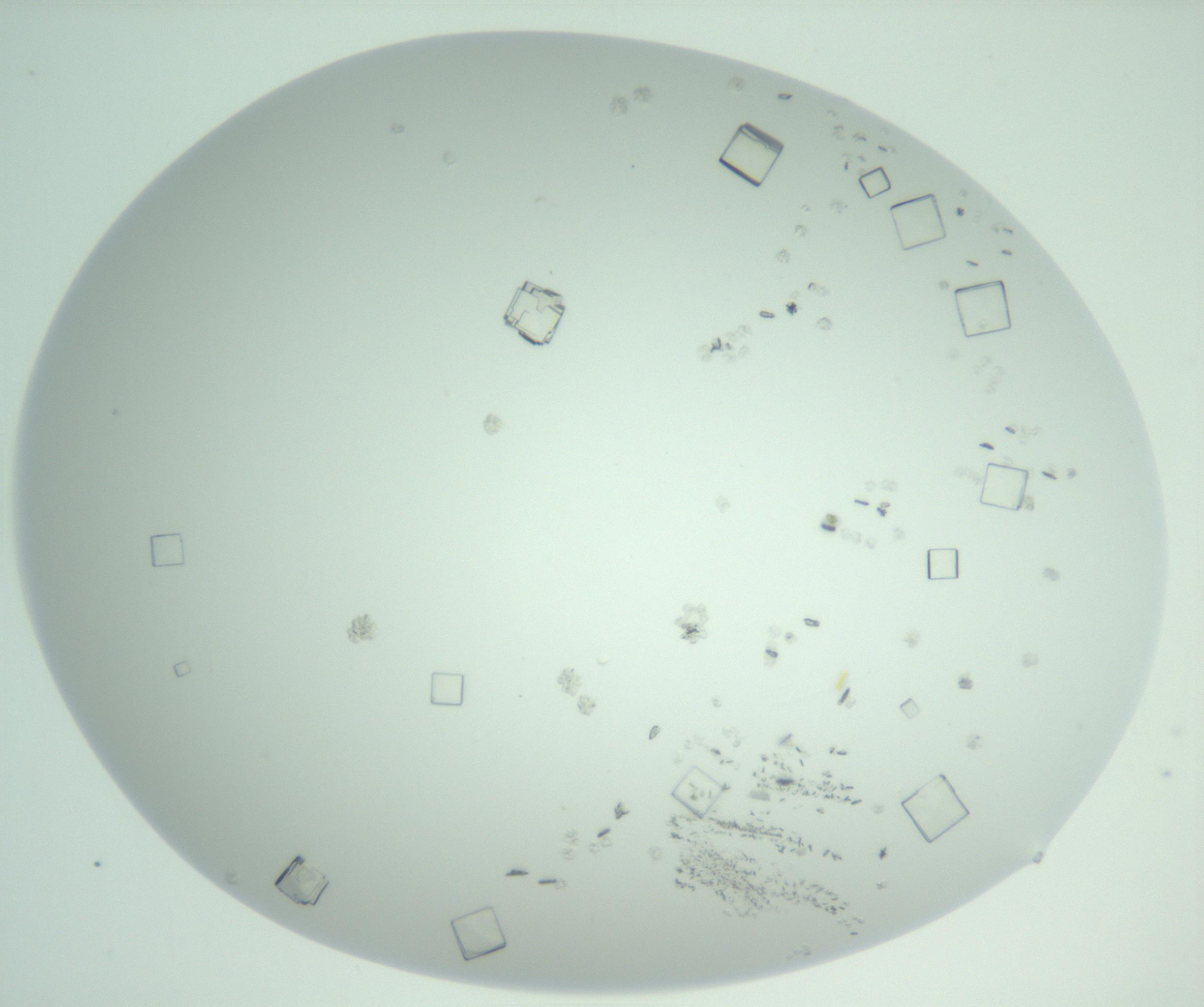 RI01_03_000_0212_Proj1_Clon1_MC_0000MC102956_006_161120_02_01_02_00_99_002_001_RAI.jpg