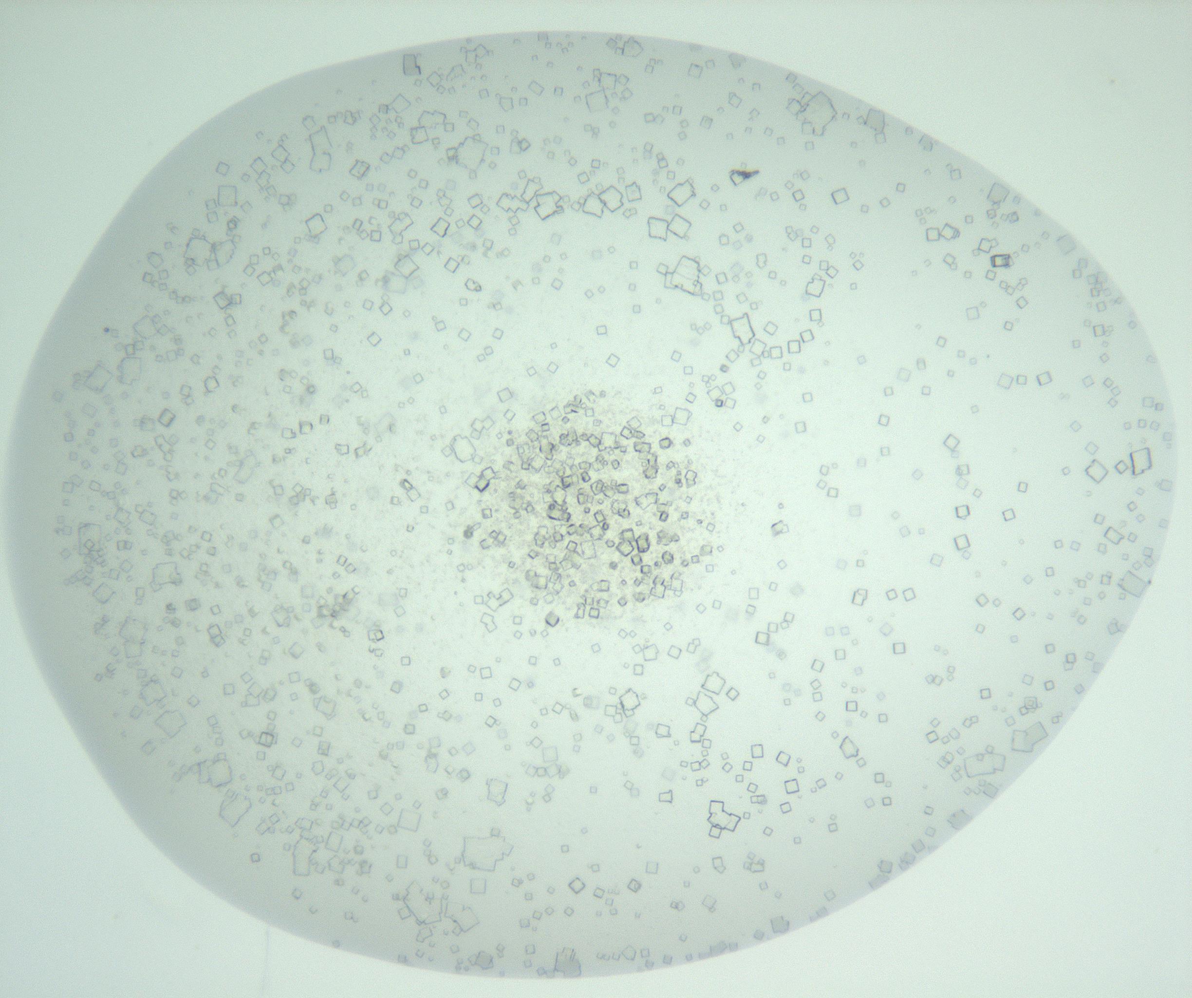 RI01_03_000_0212_Proj1_Clon1_MC_0000MC102956_006_161120_02_05_02_00_99_002_001_RAI.jpg