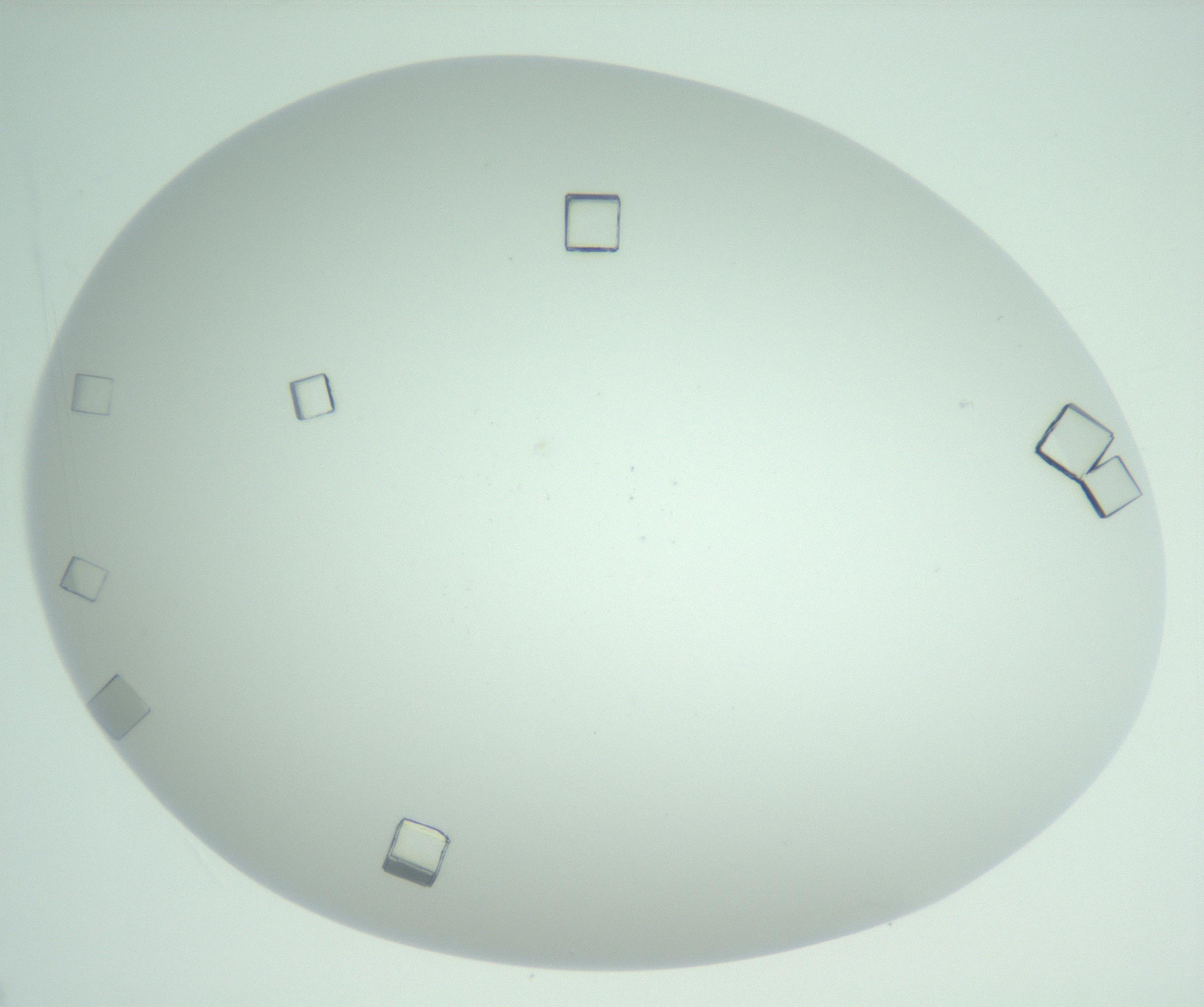 RI01_03_000_0212_Proj1_Clon1_MC_0000MC102956_006_161120_02_06_02_00_99_002_001_RAI.jpg