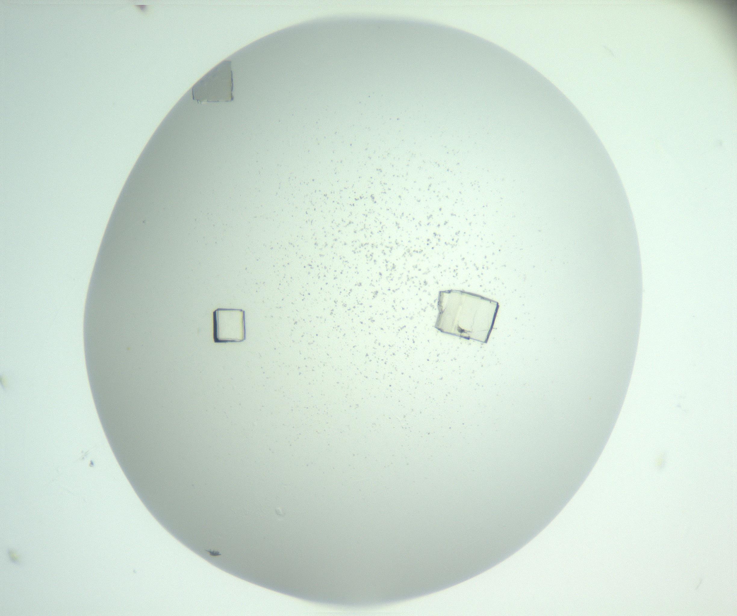 RI01_03_000_0212_Proj1_Clon1_MC_0000MC102956_006_161120_02_08_01_00_99_002_001_RAI.jpg