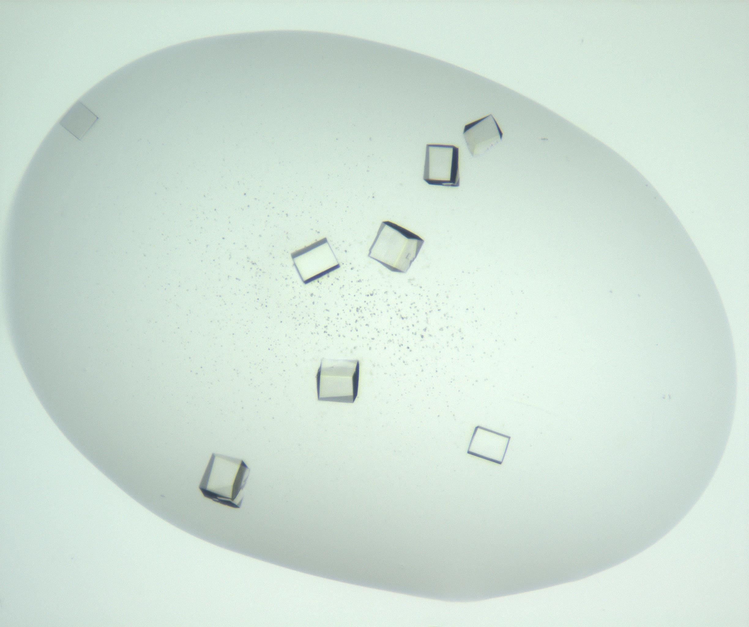 RI01_03_000_0212_Proj1_Clon1_MC_0000MC102956_006_161120_03_02_01_00_99_002_001_RAI.jpg