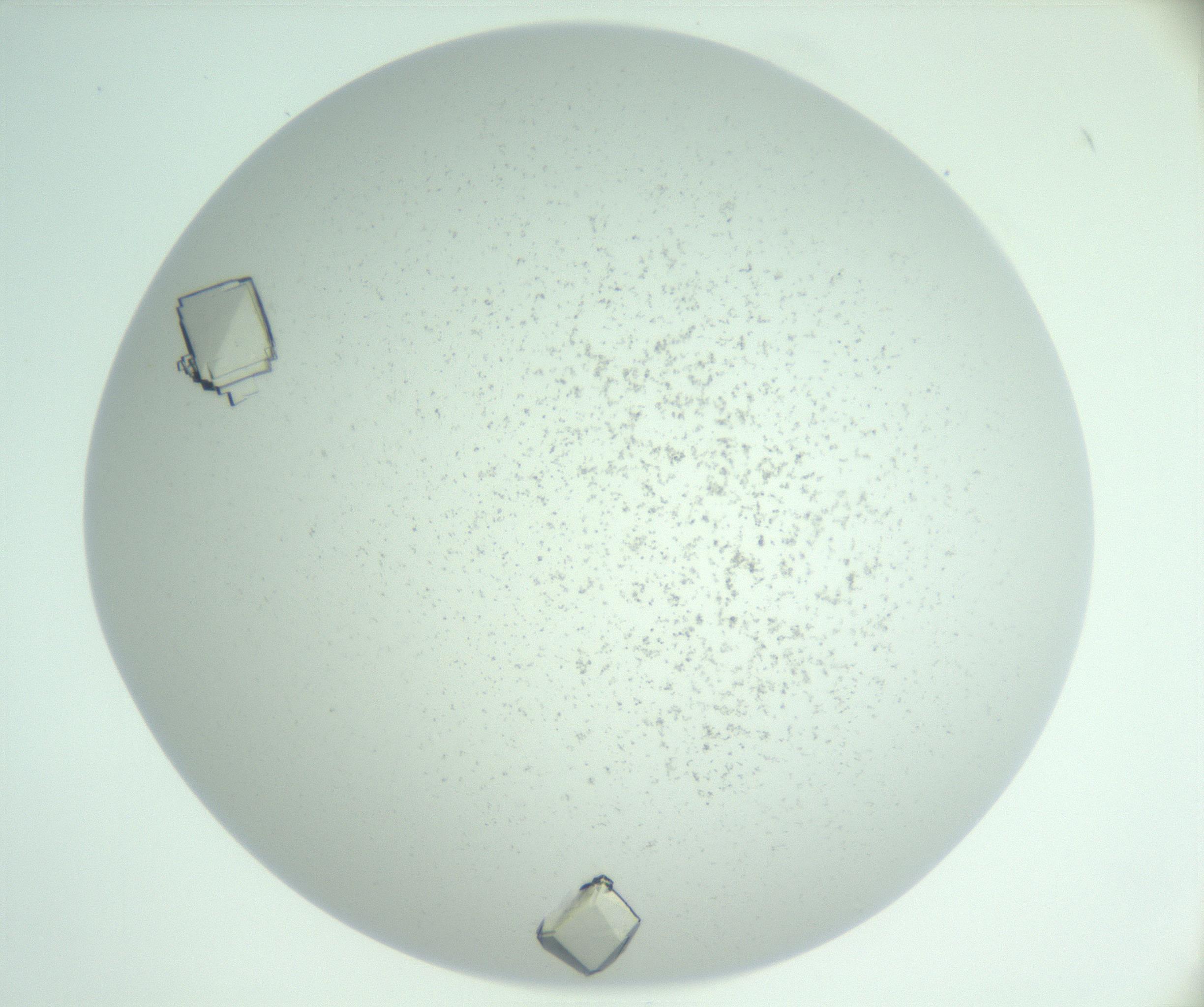 RI01_03_000_0212_Proj1_Clon1_MC_0000MC102956_006_161120_03_05_01_00_99_002_001_RAI.jpg
