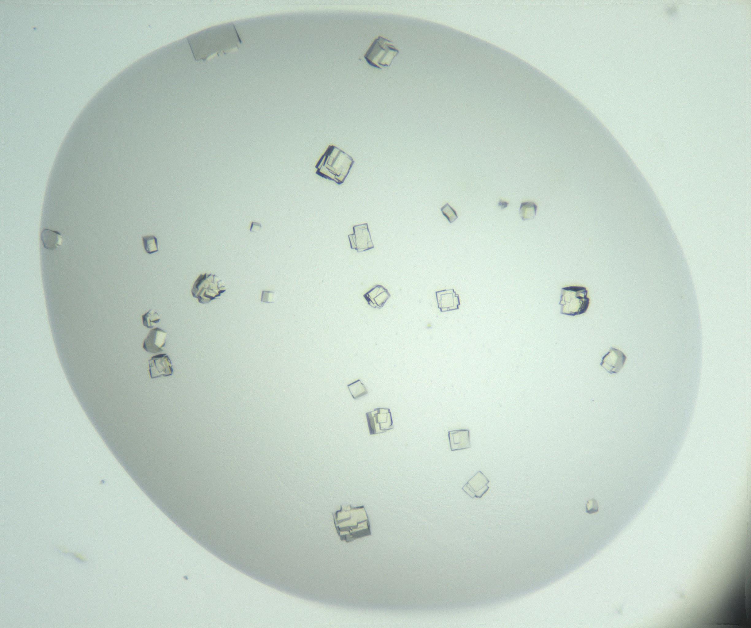 RI01_03_000_0212_Proj1_Clon1_MC_0000MC102956_006_161120_04_03_01_00_99_002_001_RAI.jpg