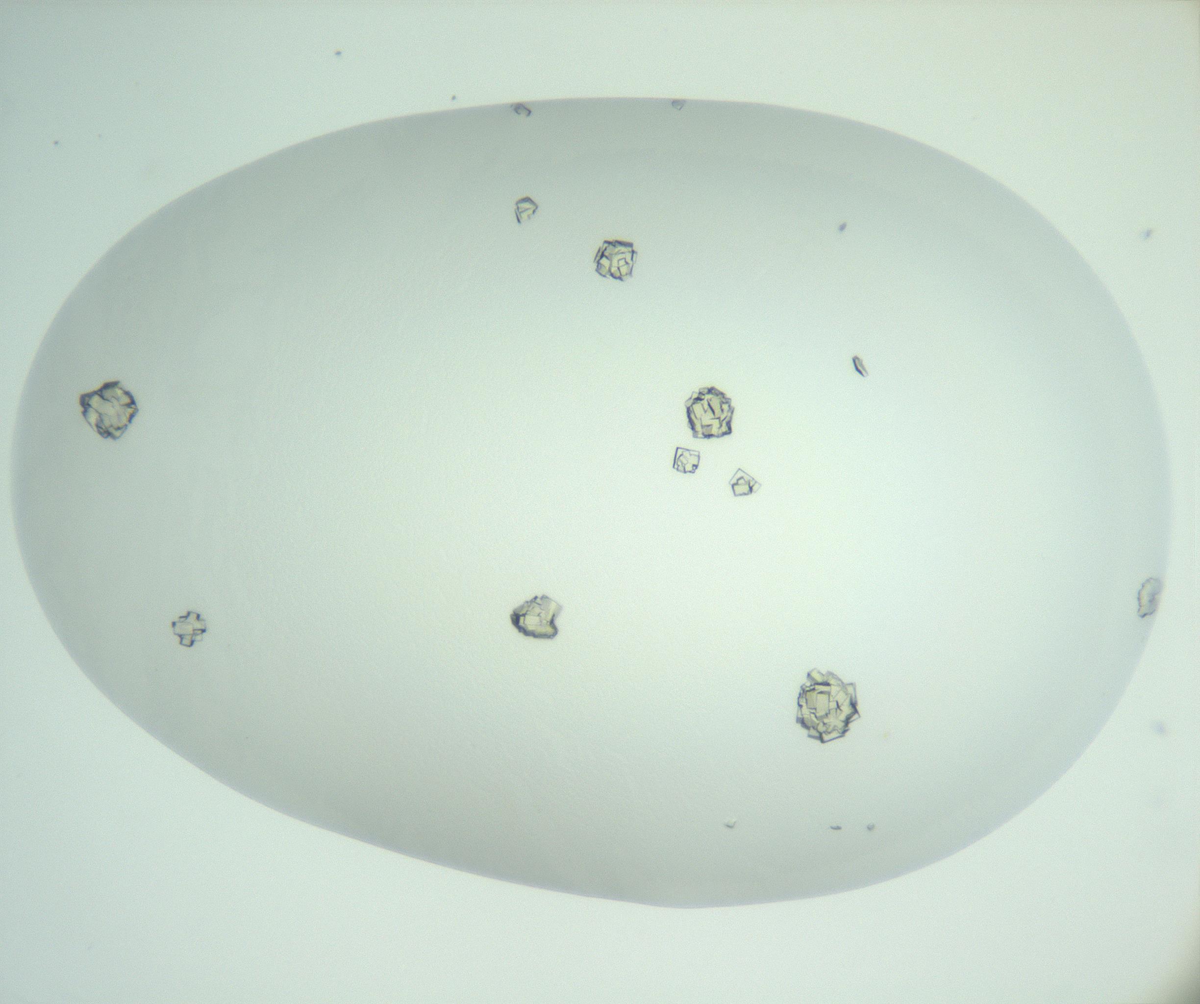 RI01_03_000_0212_Proj1_Clon1_MC_0000MC102956_006_161120_04_03_02_00_99_002_001_RAI.jpg