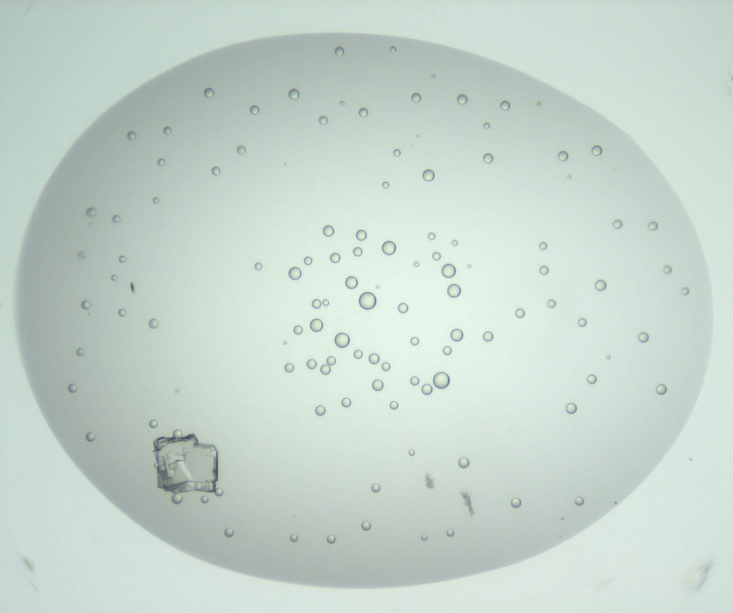 RI01_03_000_0212_Proj1_Clon1_MC_0000MC102956_006_161120_04_05_02_00_99_002_001_RAI.jpg