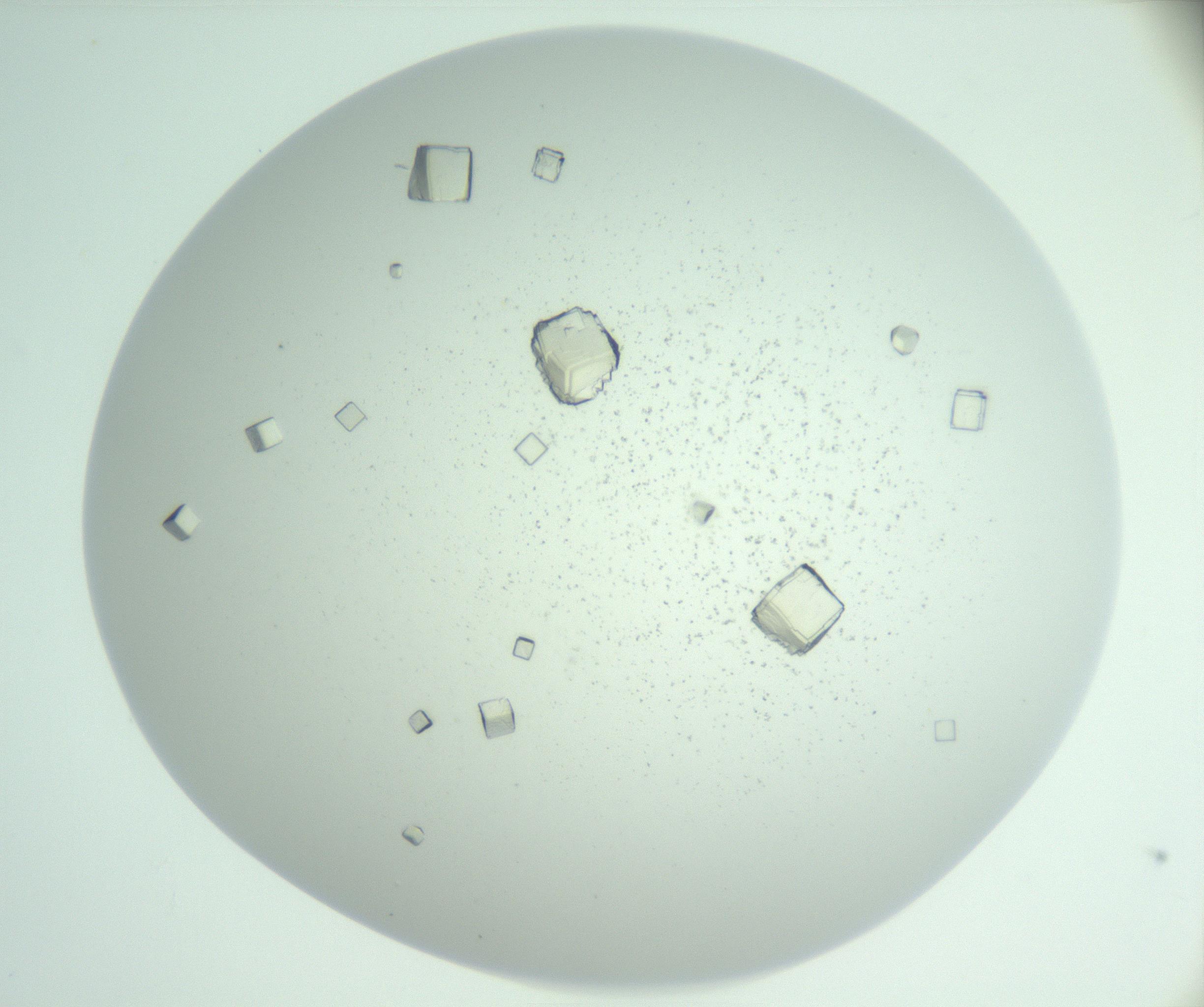 RI01_03_000_0212_Proj1_Clon1_MC_0000MC102956_006_161120_05_05_01_00_99_002_001_RAI.jpg