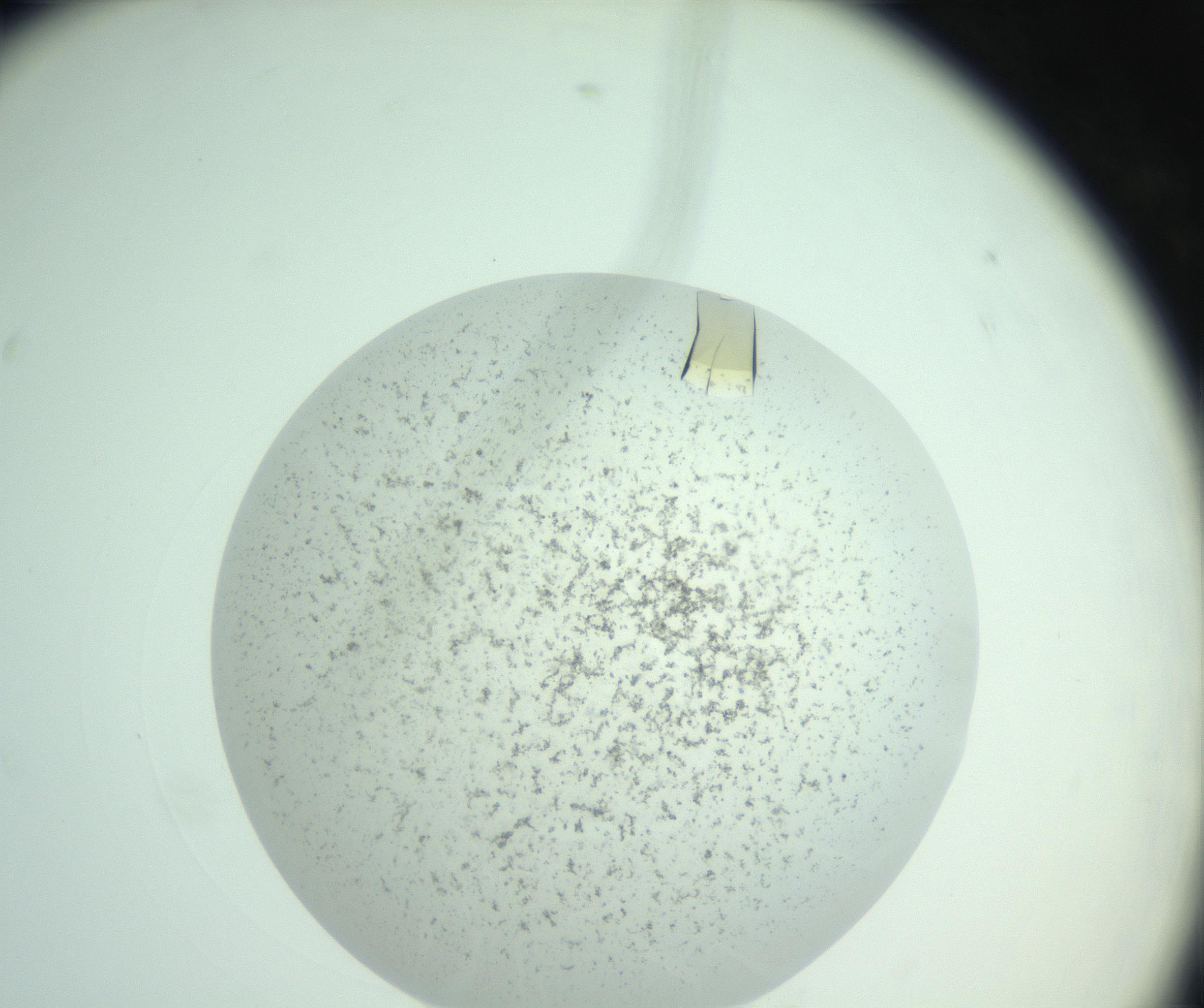 RI01_03_000_0212_Proj1_Clon1_MC_0000MC102956_006_161120_05_06_01_00_99_002_001_RAI.jpg
