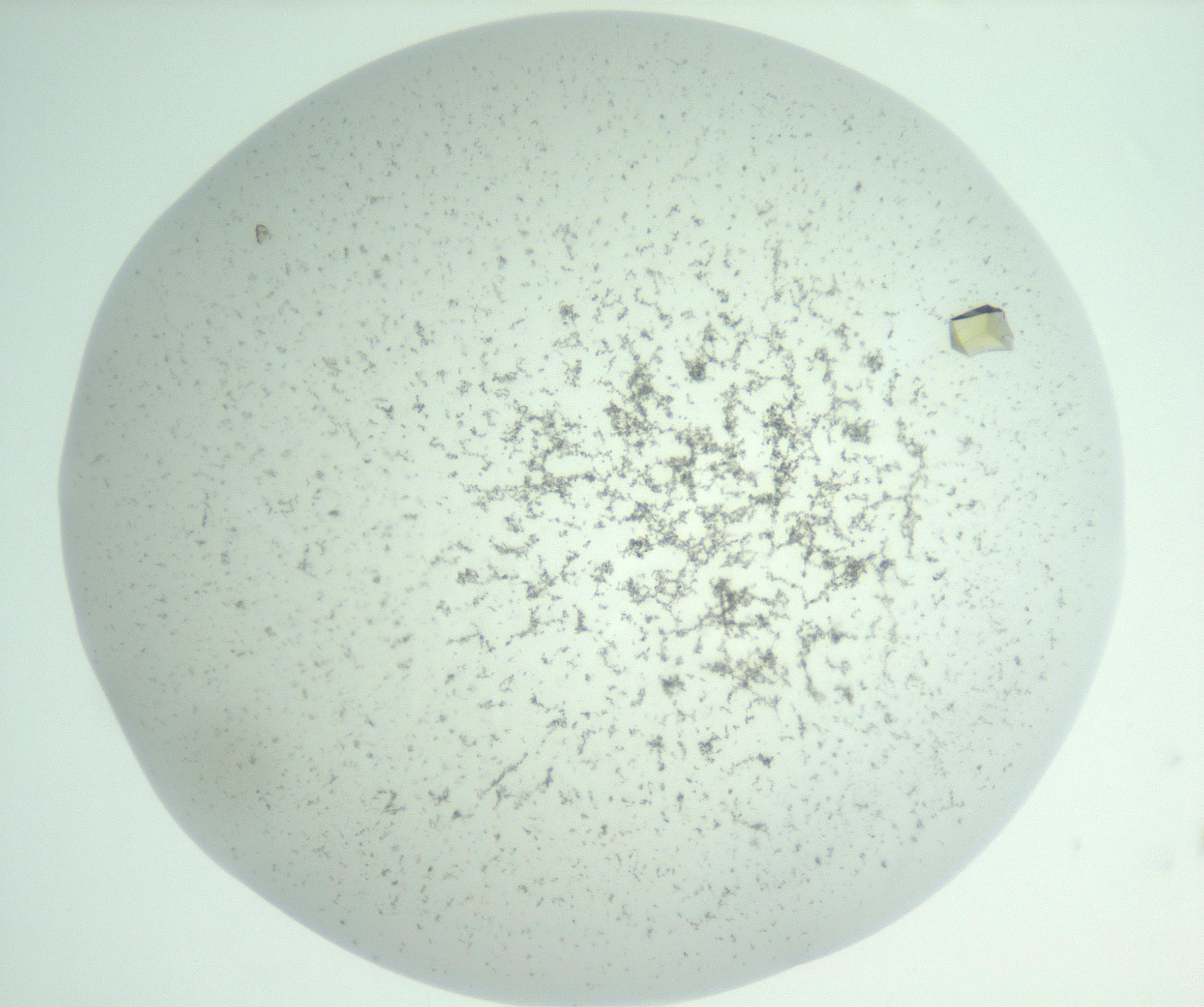 RI01_03_000_0212_Proj1_Clon1_MC_0000MC102956_006_161120_05_06_02_00_99_002_001_RAI.jpg