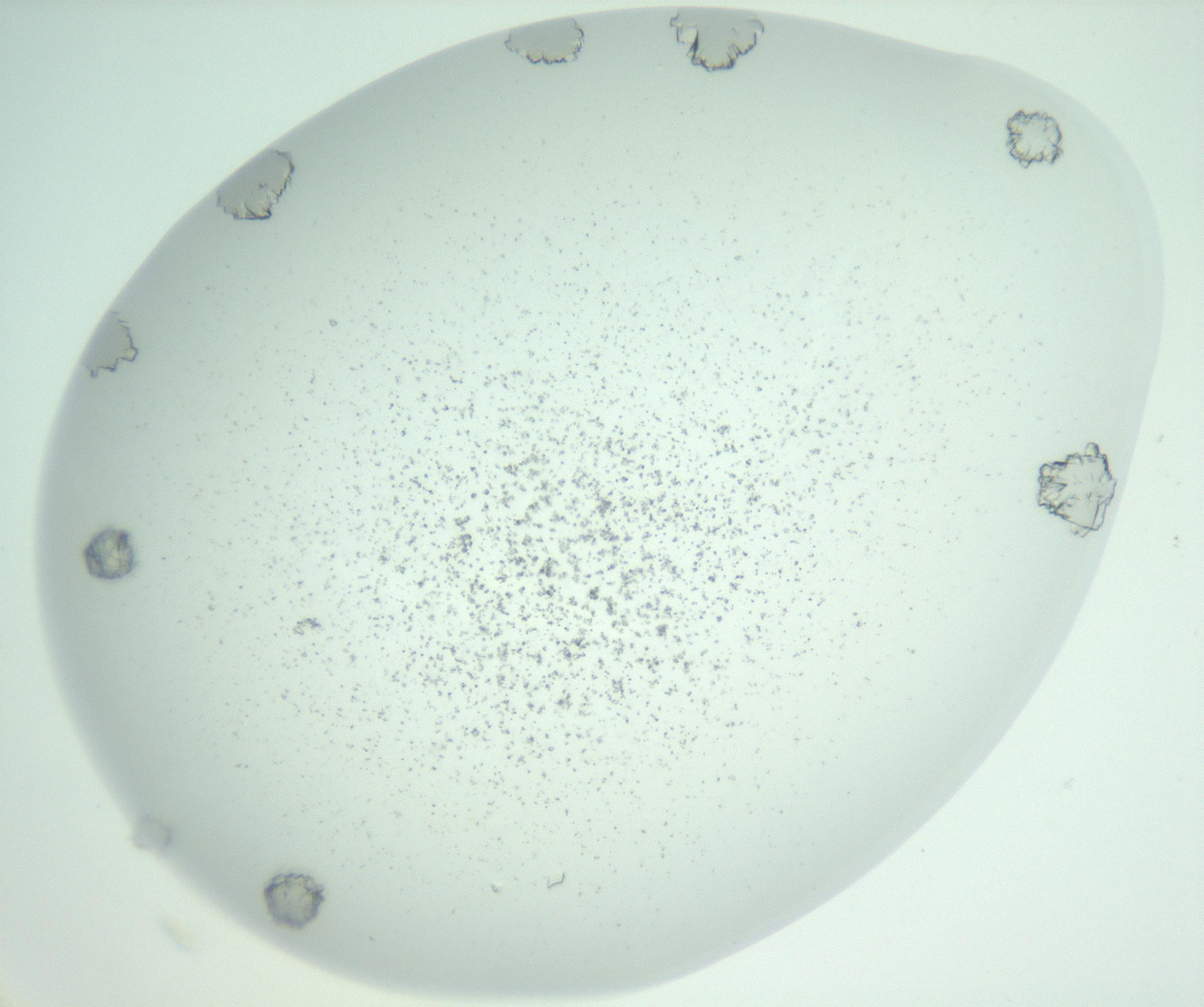RI01_03_000_0212_Proj1_Clon1_MC_0000MC102956_006_161120_05_07_02_00_99_002_001_RAI.jpg
