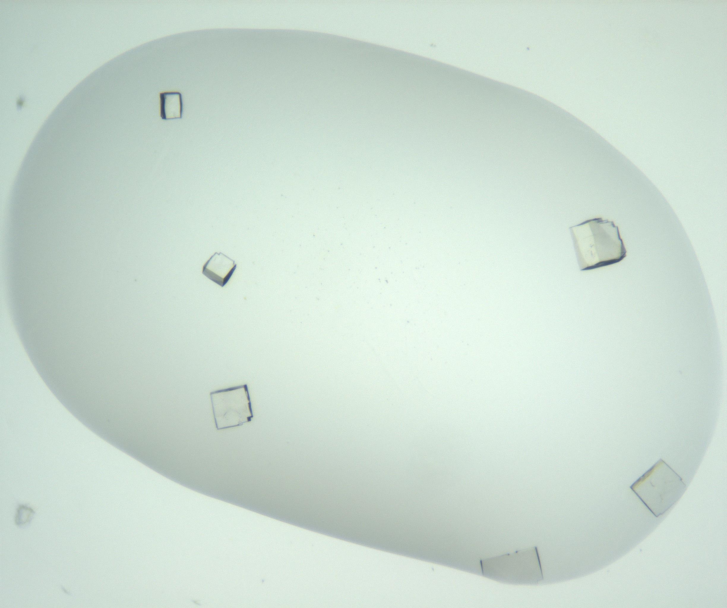 RI01_03_000_0212_Proj1_Clon1_MC_0000MC102956_006_161120_06_03_01_00_99_002_001_RAI.jpg