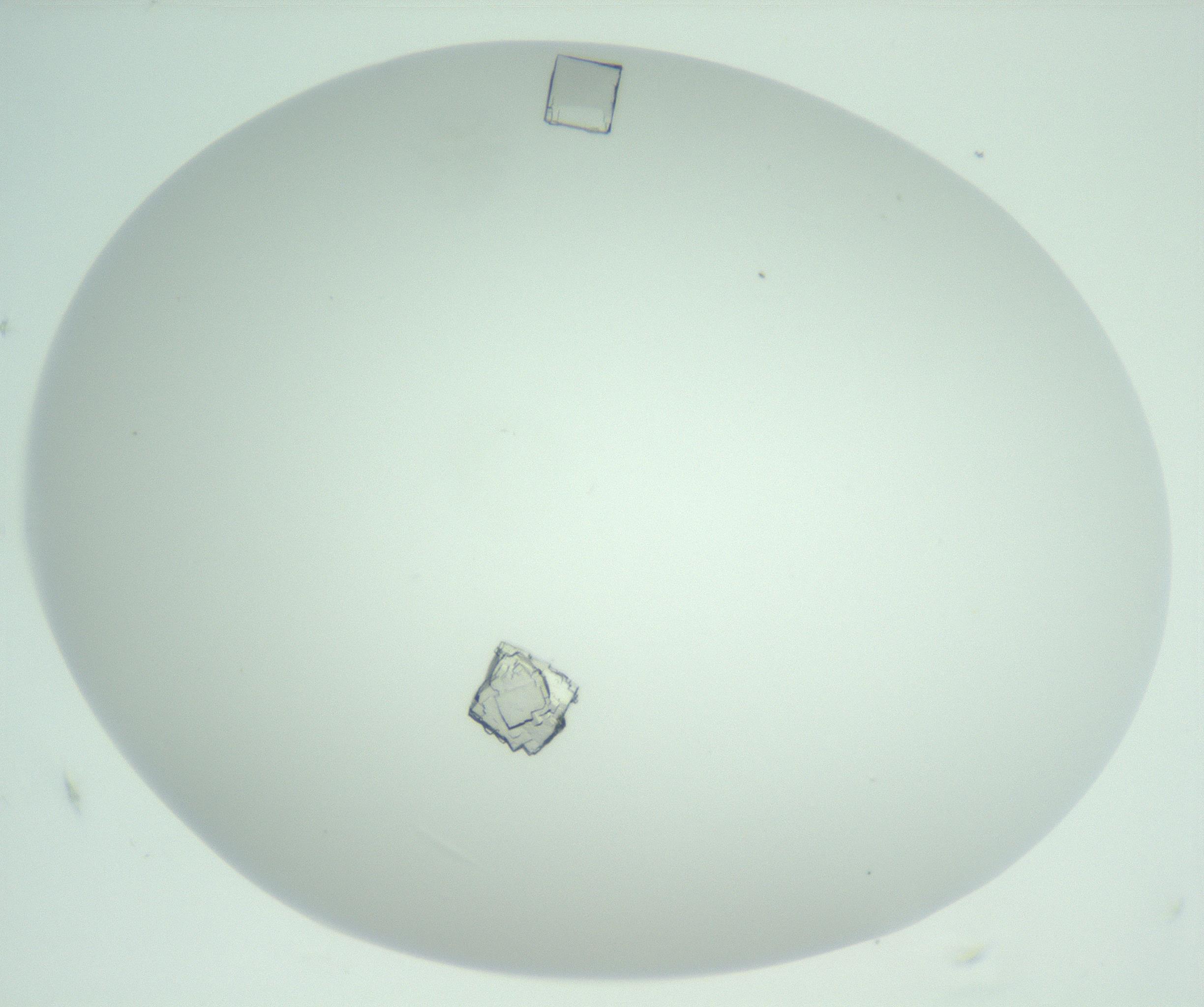 RI01_03_000_0212_Proj1_Clon1_MC_0000MC102956_006_161120_06_04_02_00_99_002_001_RAI.jpg