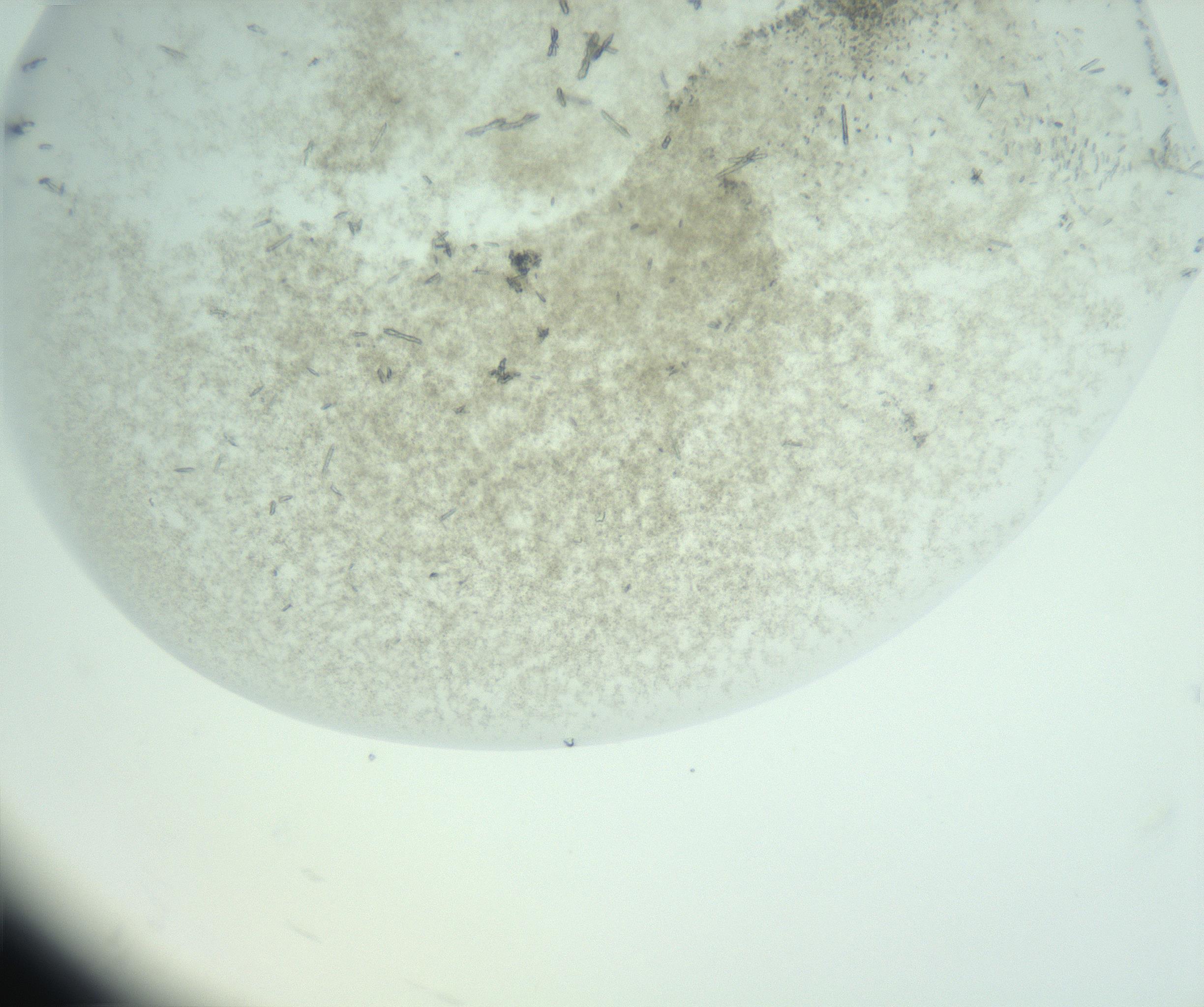 RI01_03_000_0212_Proj1_Clon1_MC_0000MC102956_006_161120_06_07_02_00_99_002_001_RAI.jpg