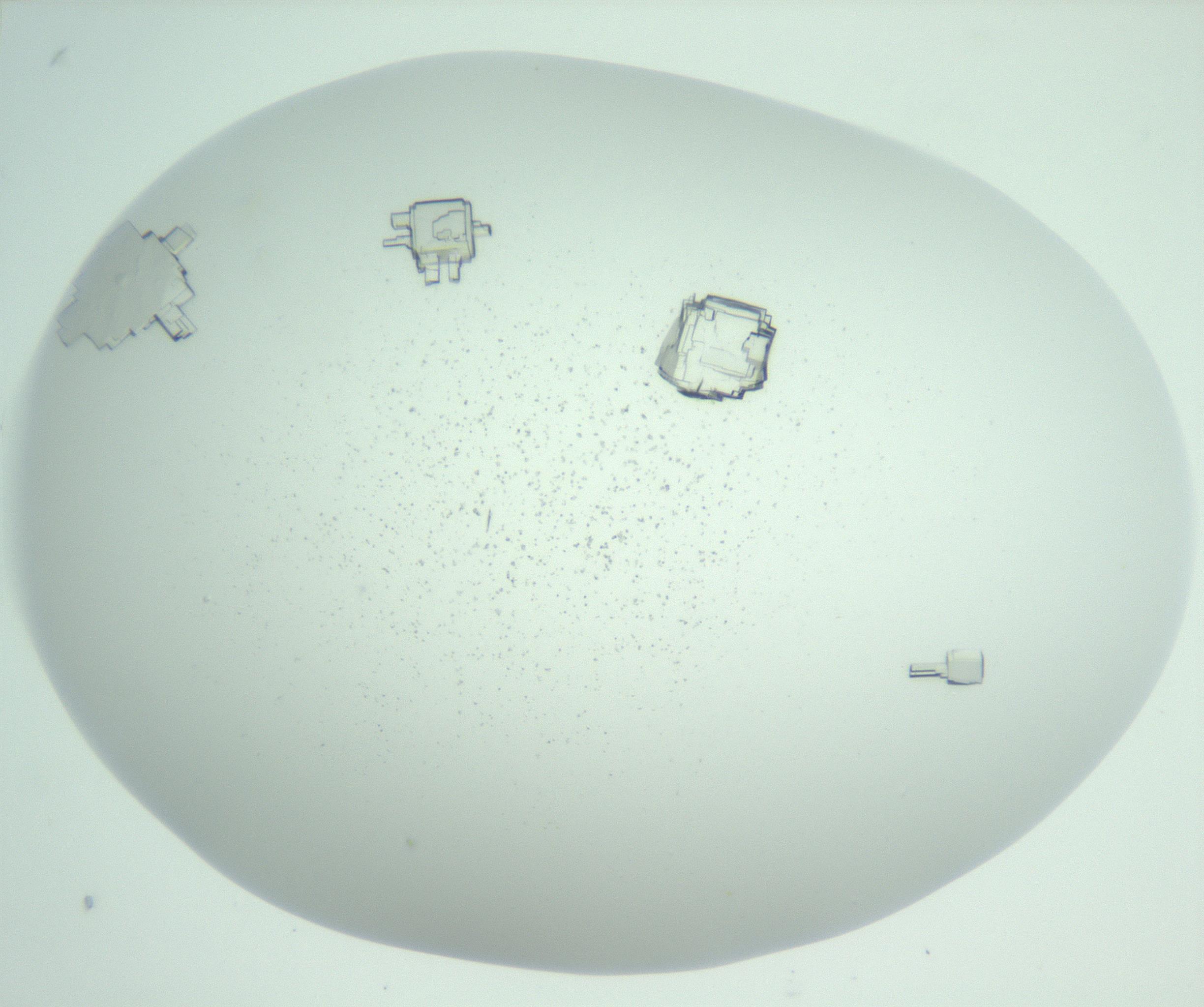 RI01_03_000_0212_Proj1_Clon1_MC_0000MC102956_006_161120_06_08_01_00_99_002_001_RAI.jpg